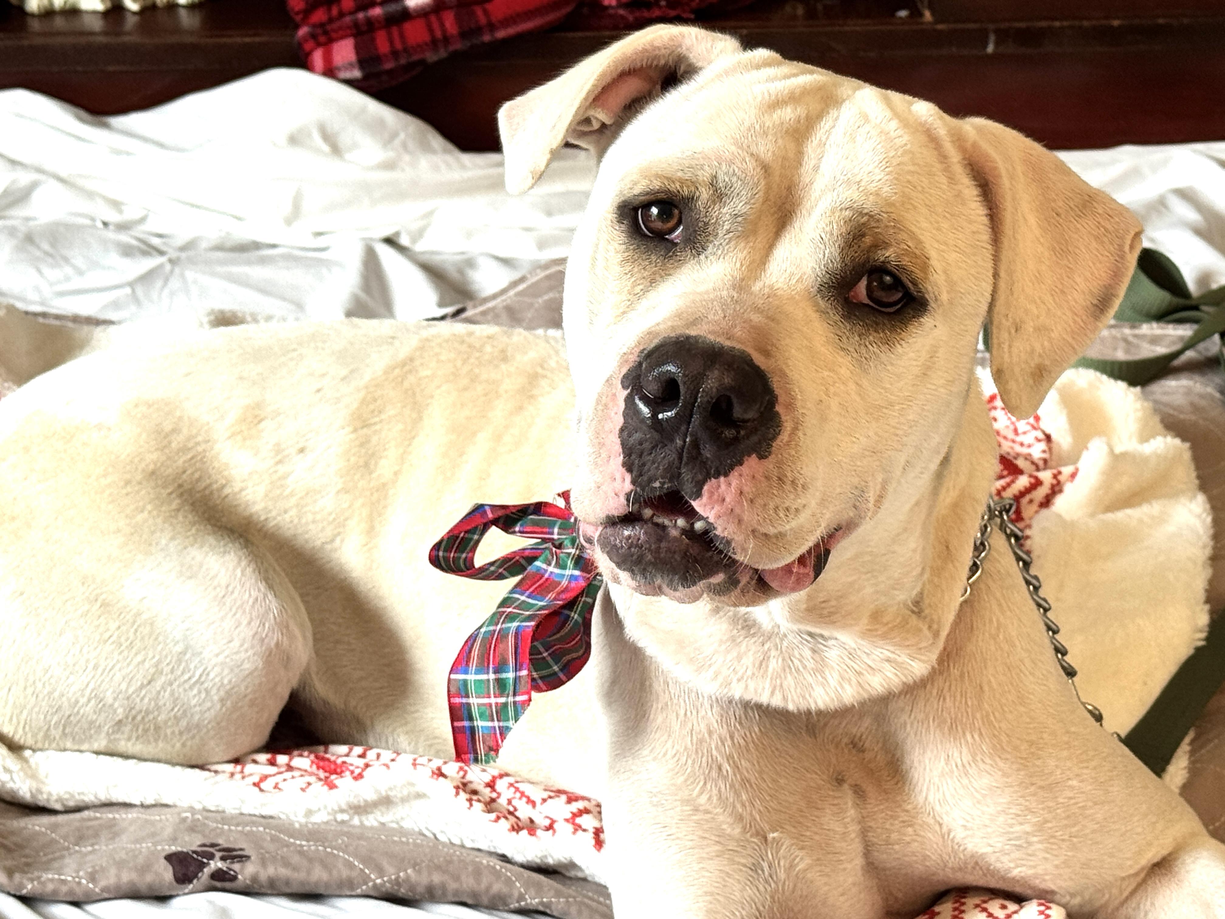HARMONY, Adoptable, Adult Female American Bulldog.