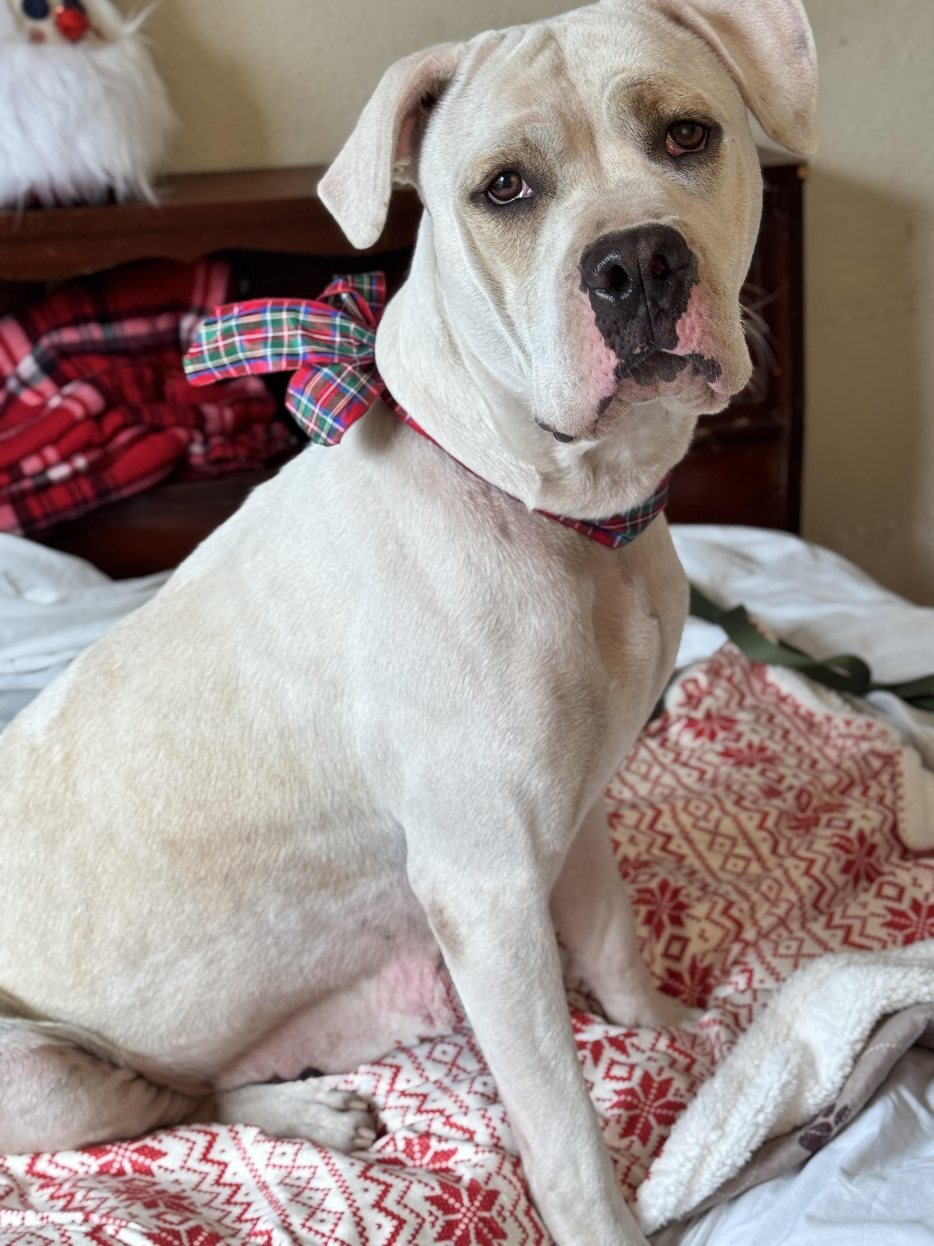 HARMONY, a Adoptable American Bulldog in Jacksonville, FL image 2/6