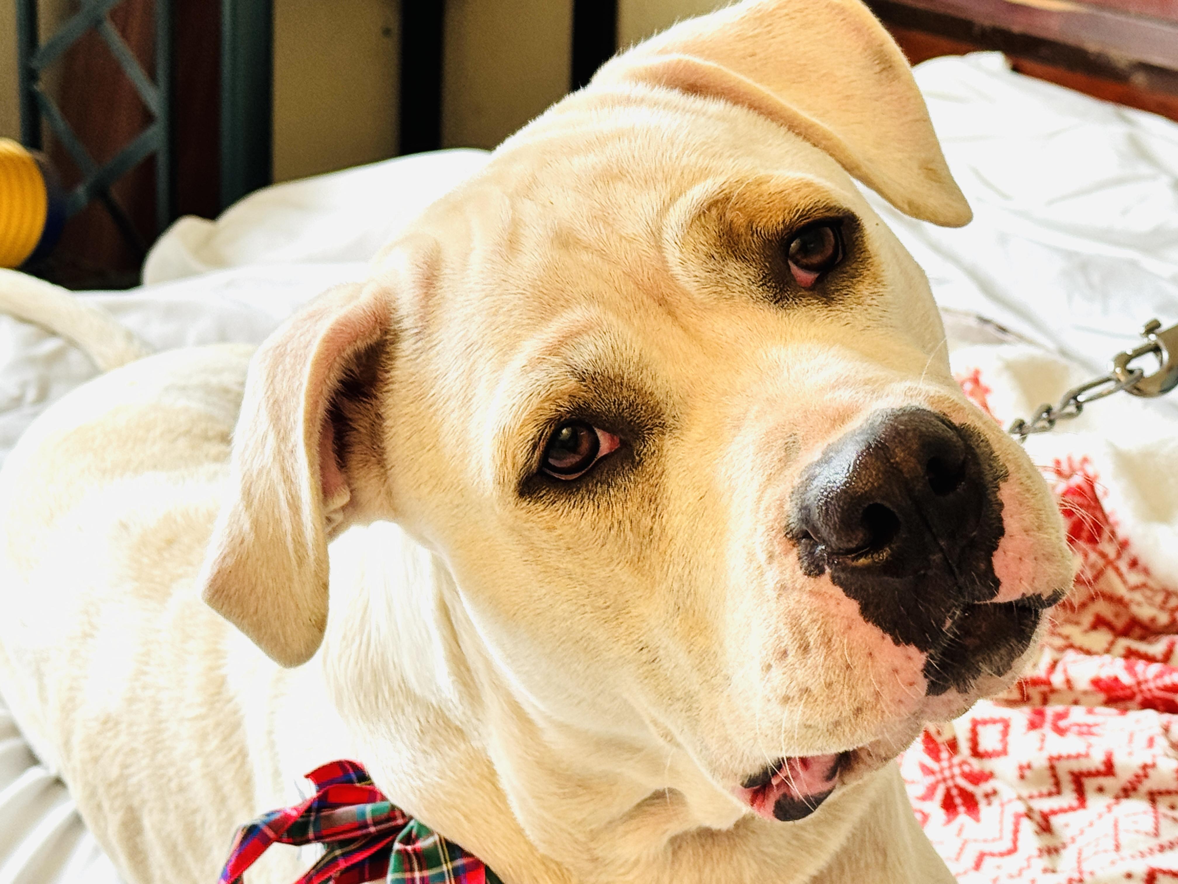 HARMONY, a Adoptable American Bulldog in Jacksonville, FL image 3/6