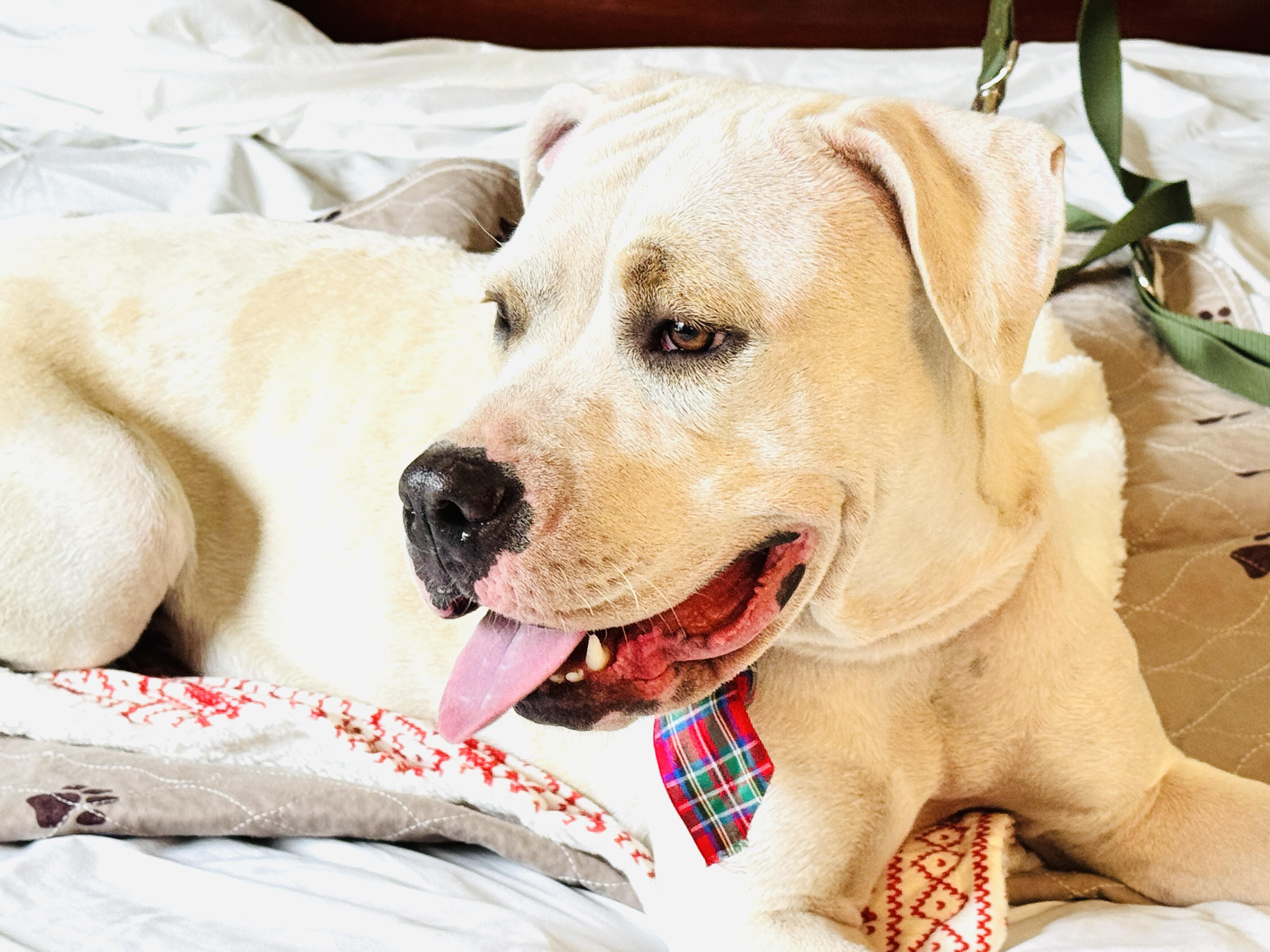 HARMONY, a Adoptable American Bulldog in Jacksonville, FL image 4/6