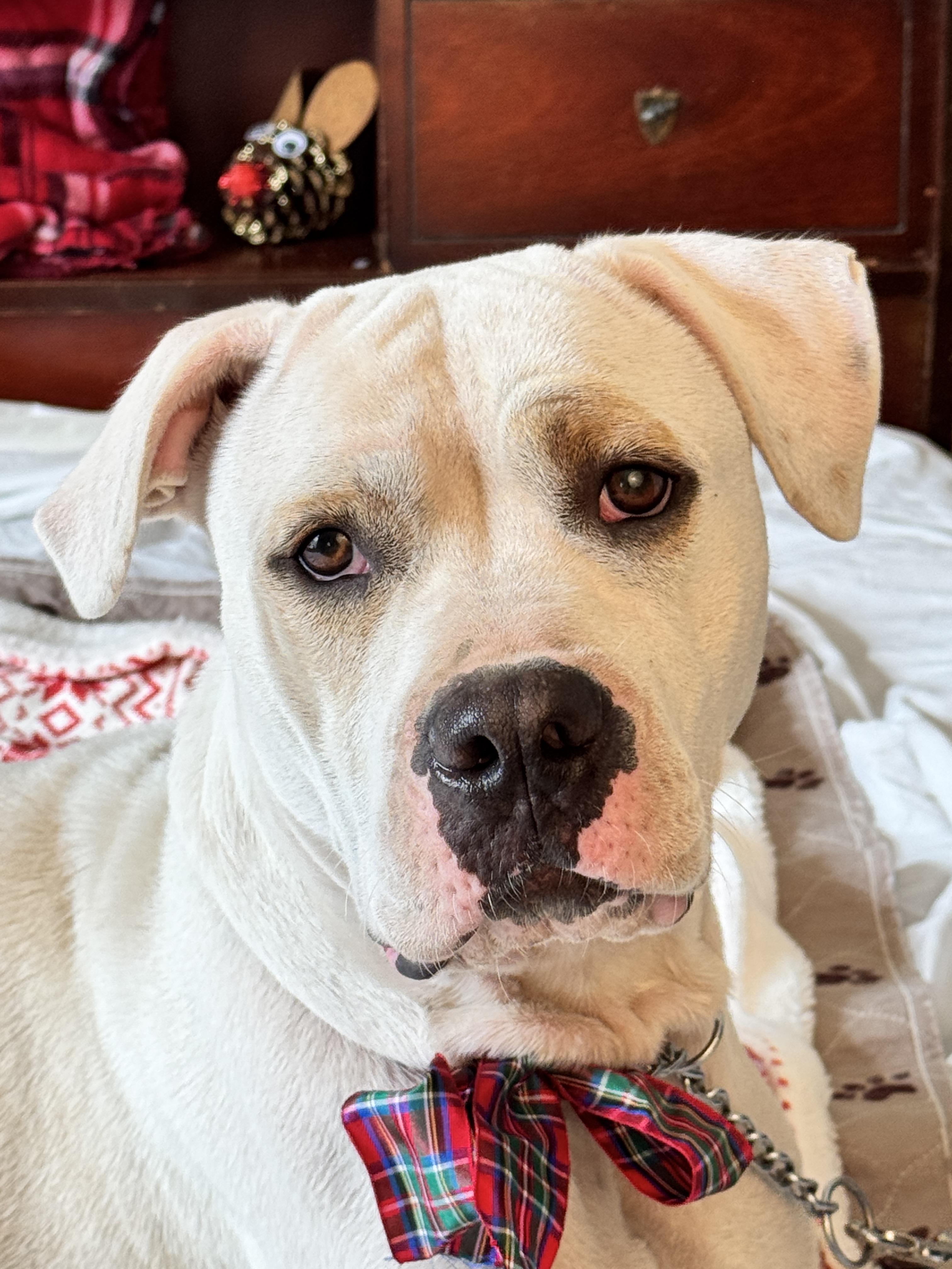 HARMONY, a Adoptable American Bulldog in Jacksonville, FL image 5/6