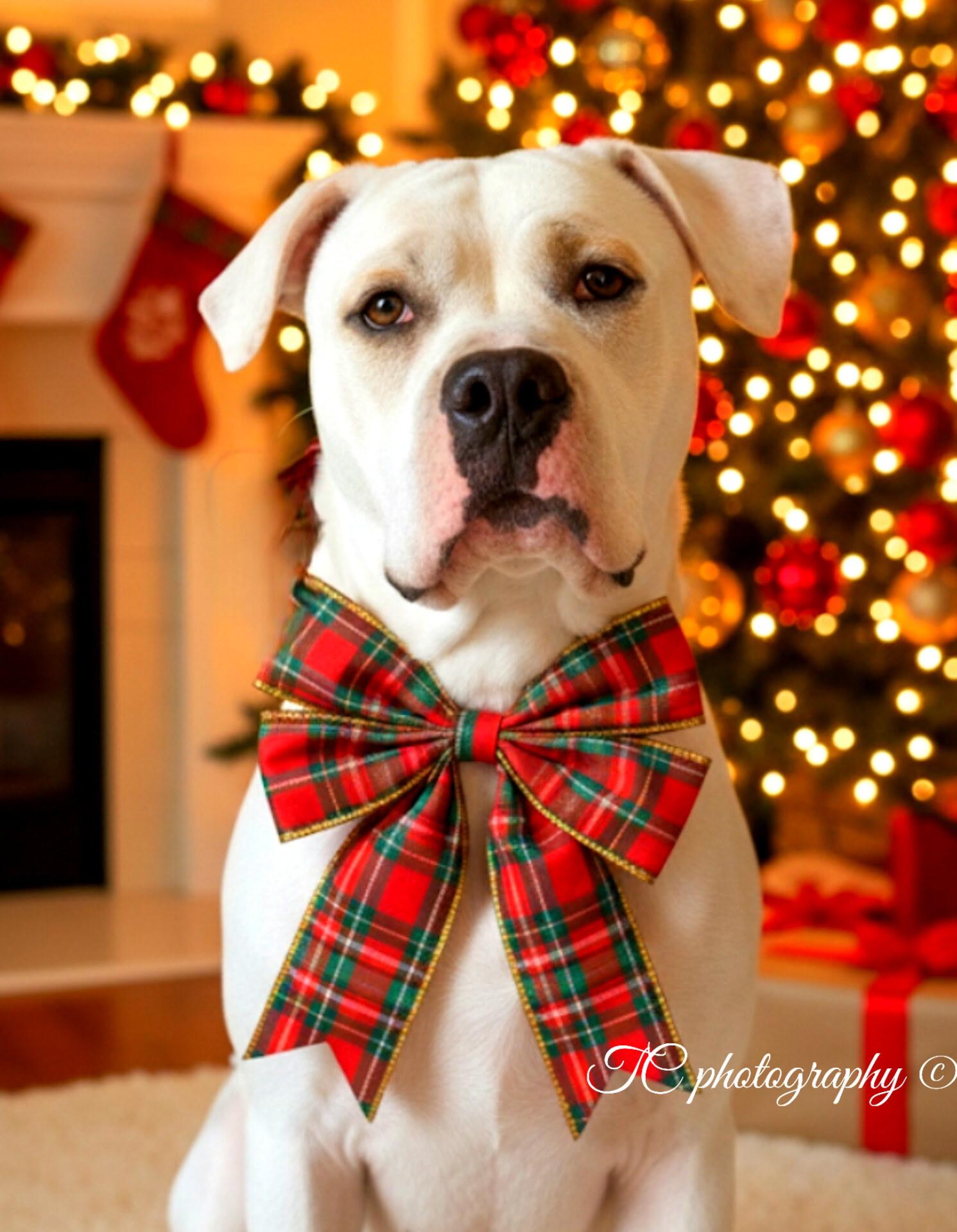 HARMONY, a Adoptable American Bulldog in Jacksonville, FL image 6/6