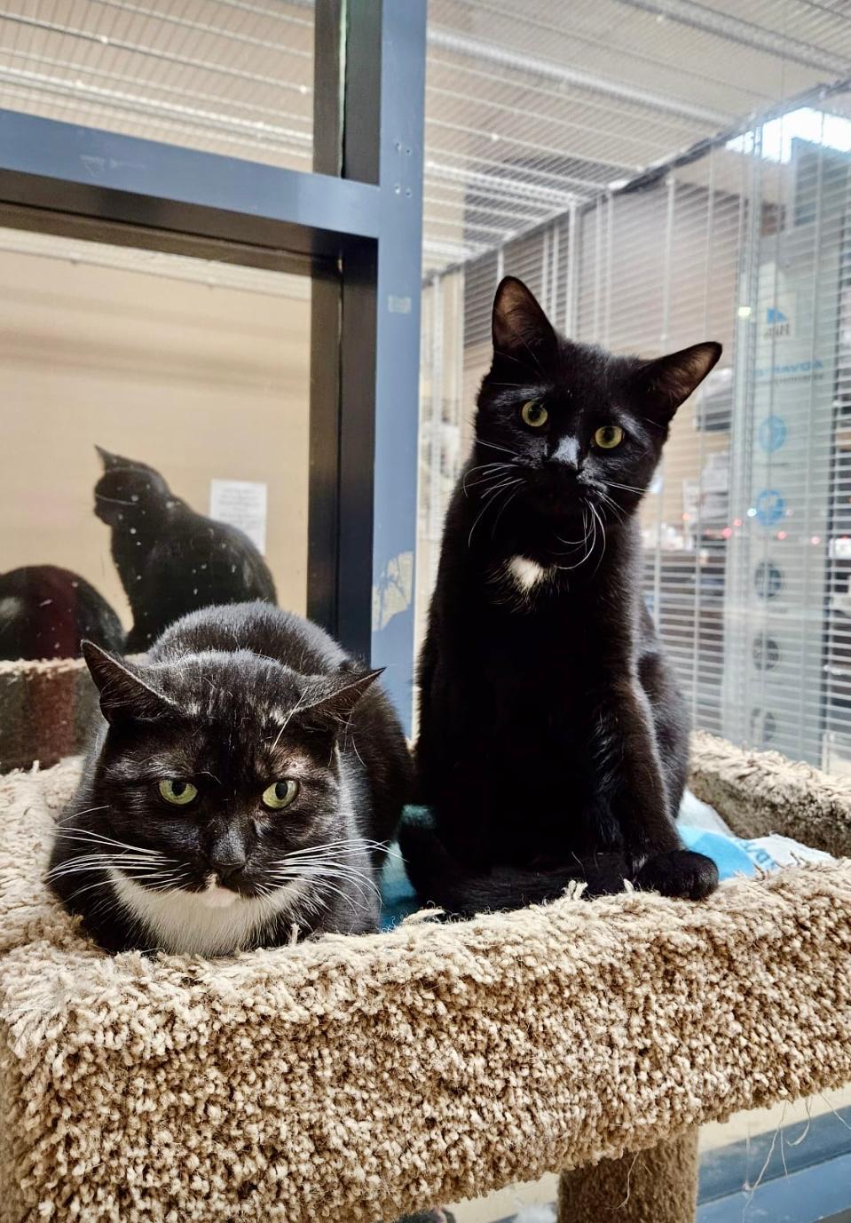 Night-Dundas East Animal Hospital