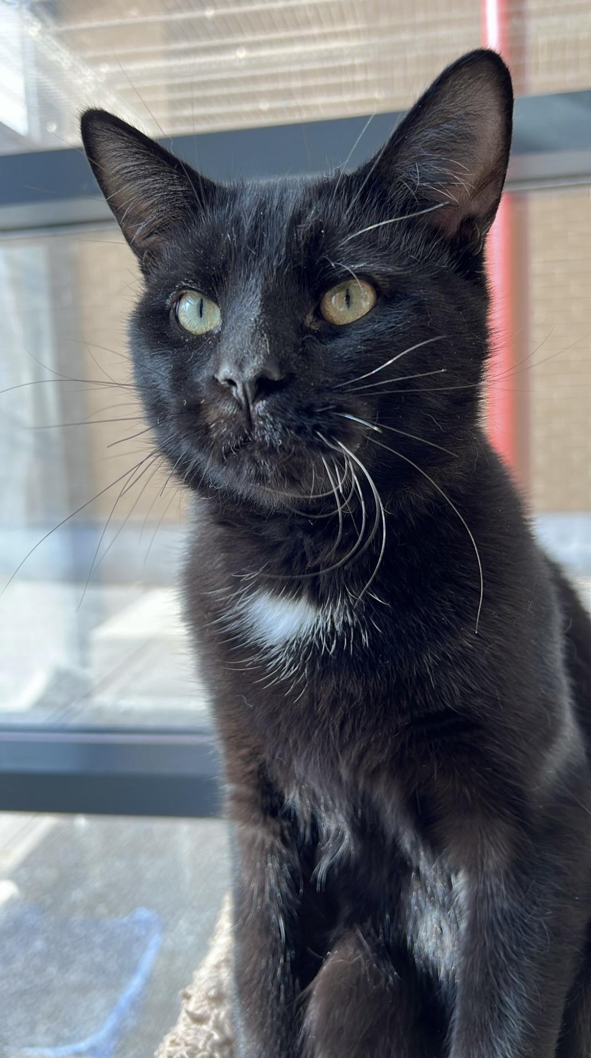 Night-Dundas East Animal Hospital