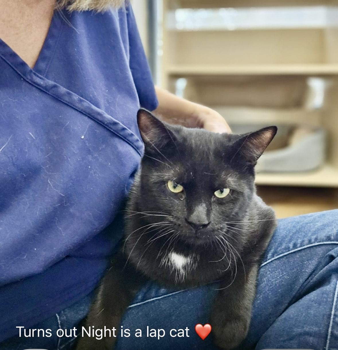 Night-Dundas East Animal Hospital