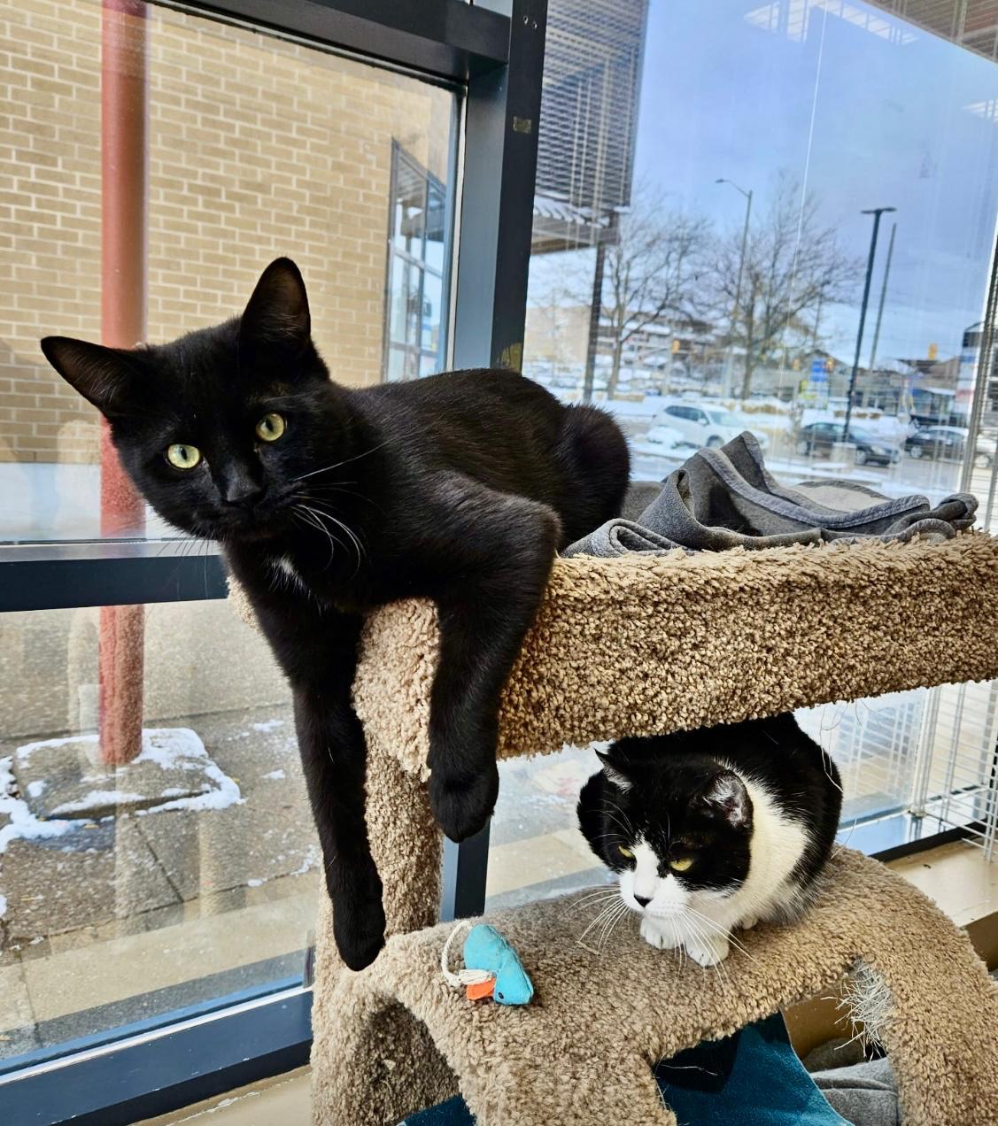 Night-Dundas East Animal Hospital