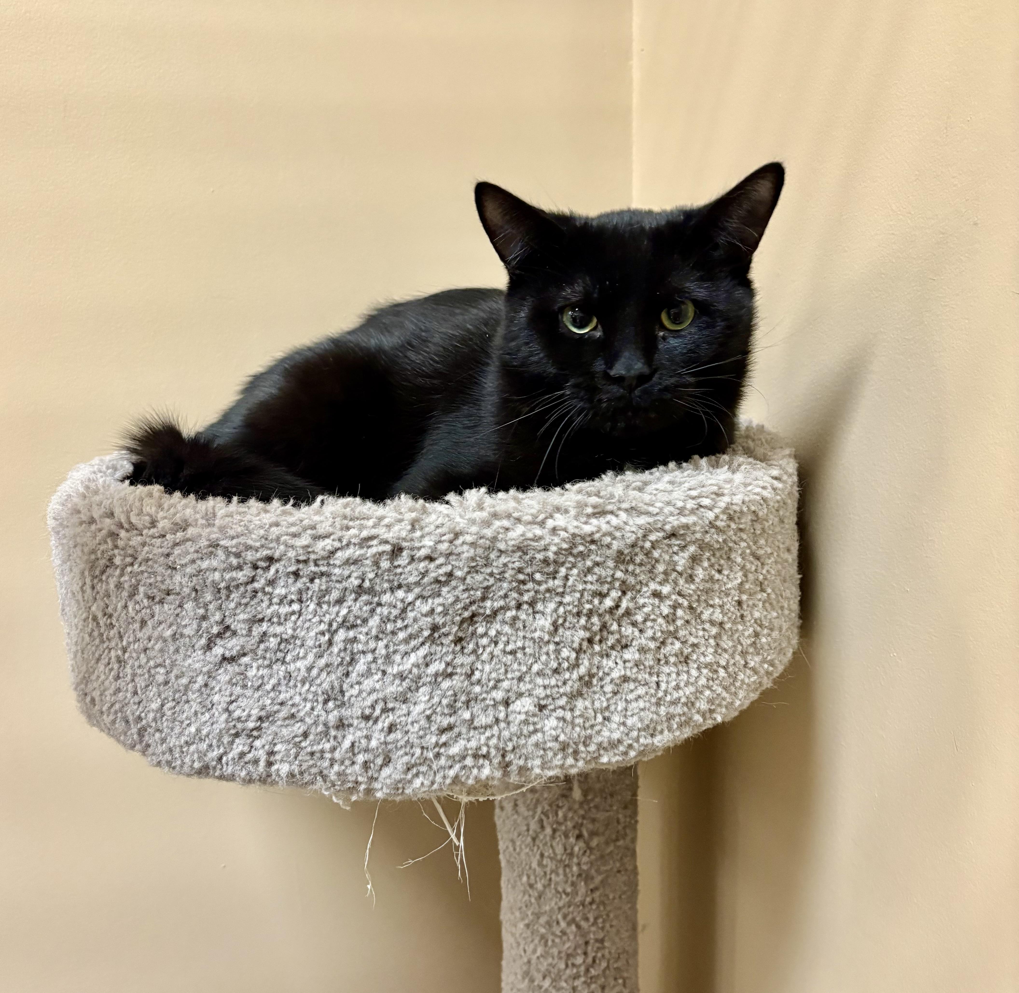 Night-Dundas East Animal Hospital