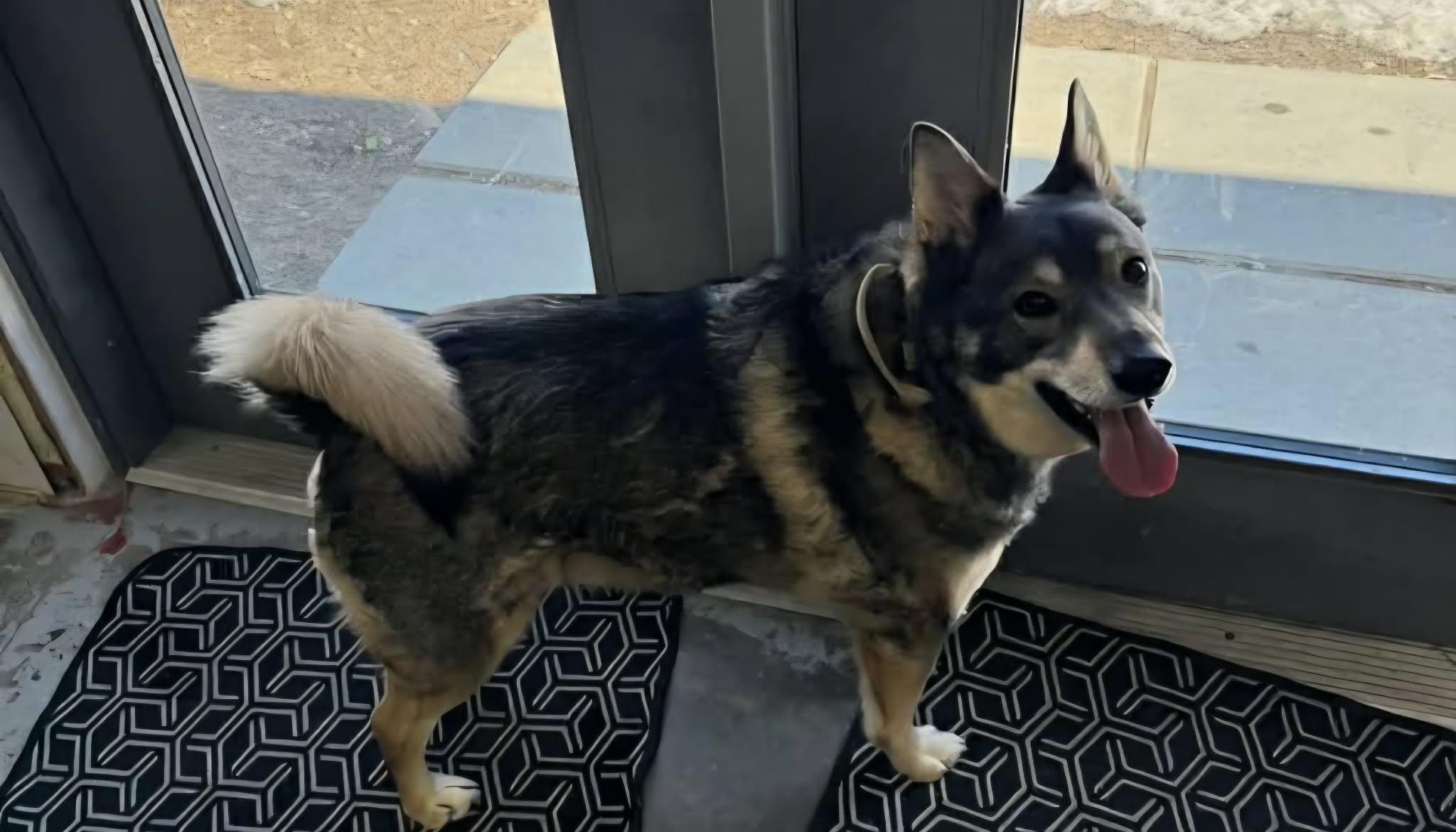 Sherpa, an adopted Norwegian Elkhound in Fort Smith, NT image 2/4