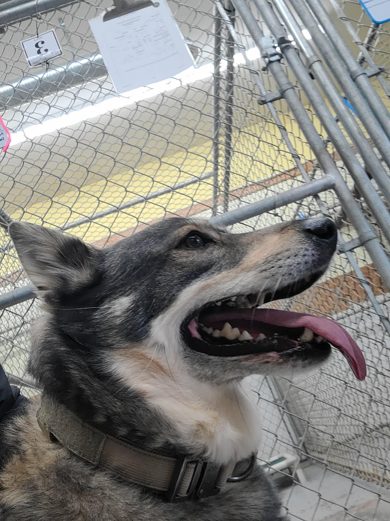 Sherpa, adopted, Adult Male Norwegian Elkhound.
