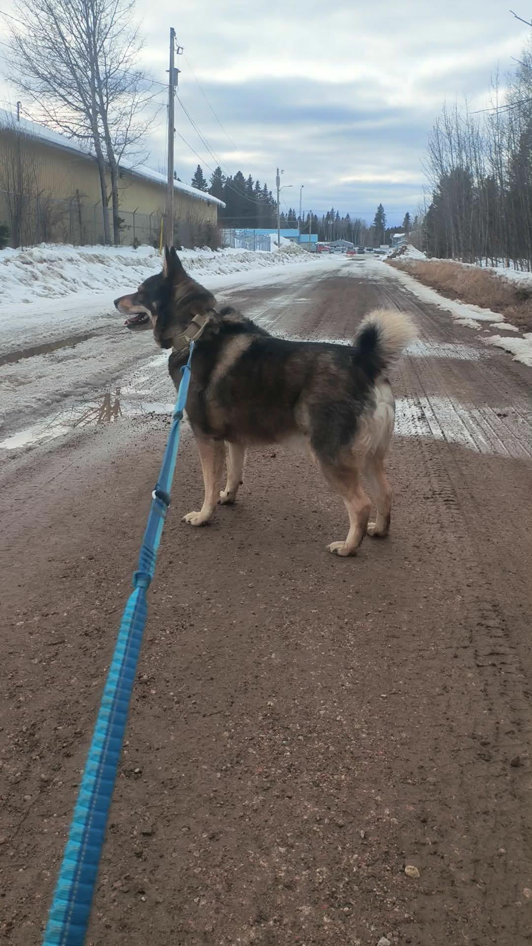 Sherpa, an adopted Norwegian Elkhound in Fort Smith, NT image 4/4