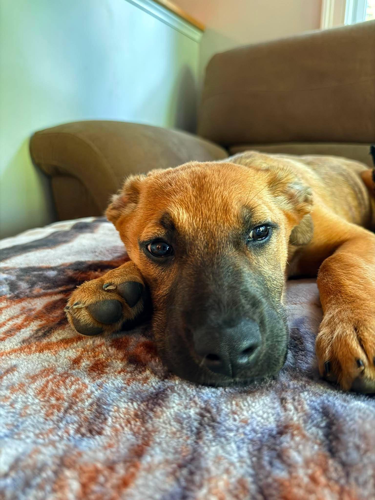 Enlarge Holly Maurice, an adopted mixed breed in Portland, ME image 2/2