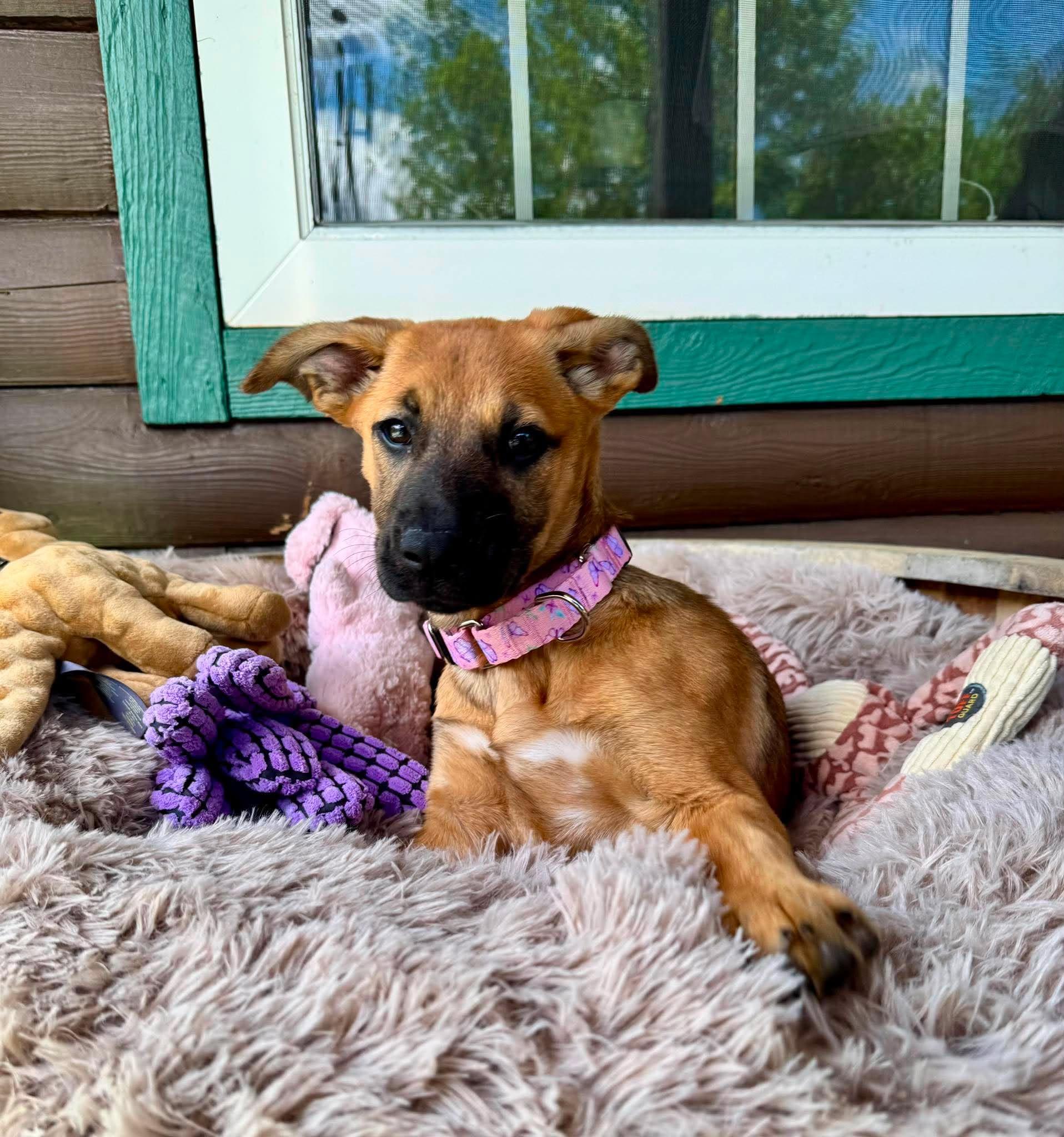 Holly Maurice, adopted, Puppy Female Black Mouth Cur.