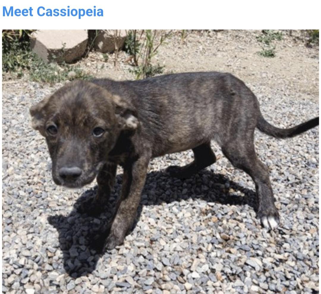 Enlarge Cassiopeia, an adopted mixed breed in Salt Lake City, UT image 1/1