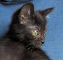 Hickory & Almond Bonded thumbnail 2