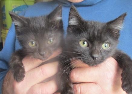 Hickory & Almond Bonded thumbnail 3