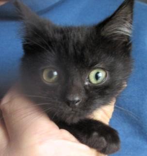 Hickory & Almond Bonded thumbnail 4