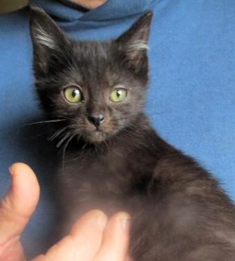 Hickory & Almond Bonded thumbnail 5