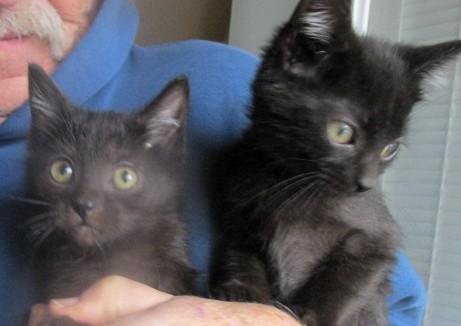 Hickory & Almond Bonded