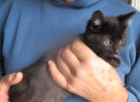 Hickory & Almond Bonded thumbnail 7