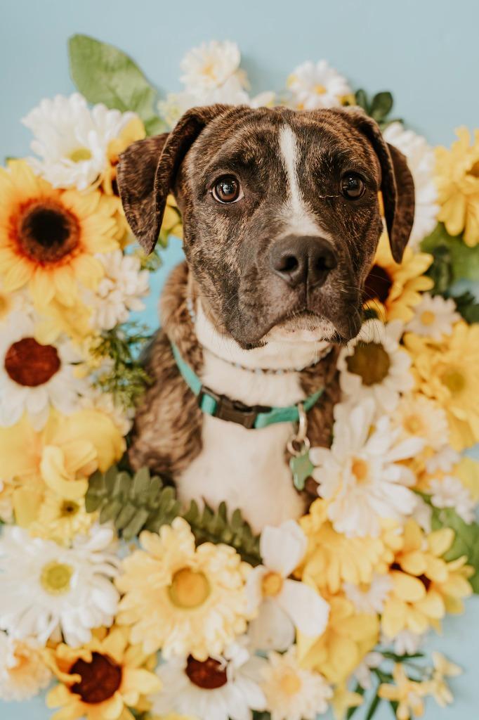 Sherman, a Adoptable Mixed Breed in Newberg, OR image 1/5