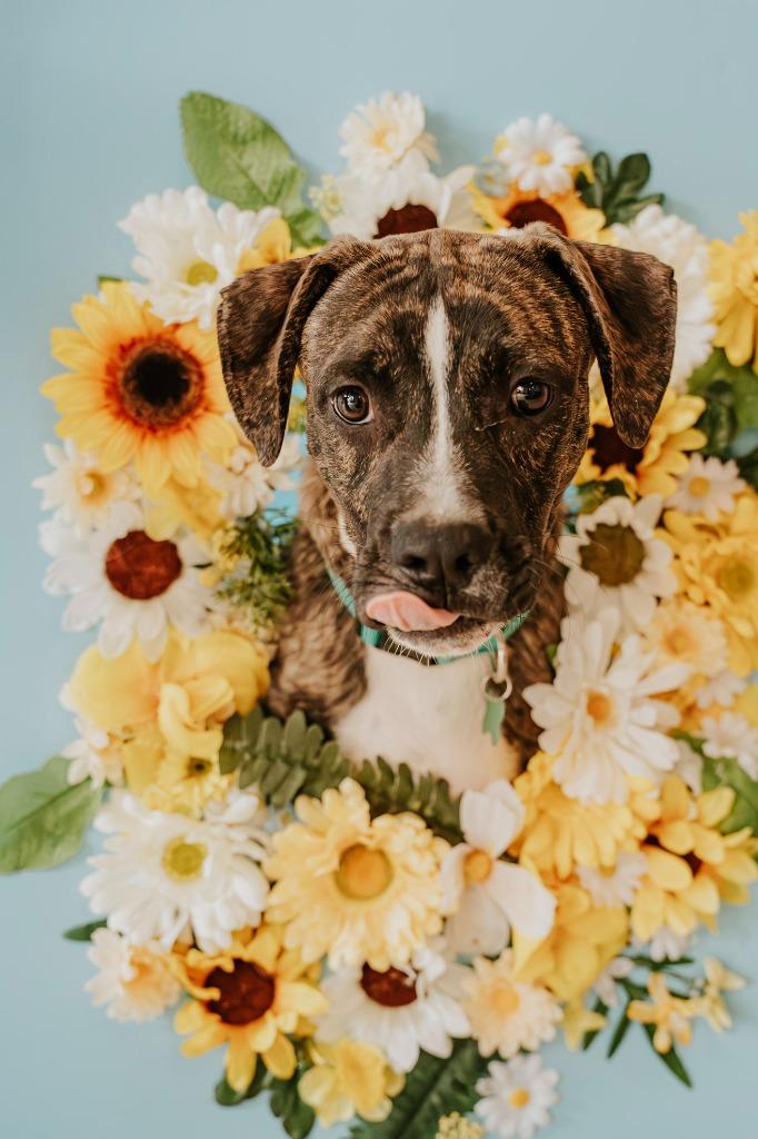Sherman, a Adoptable Mixed Breed in Newberg, OR image 2/5