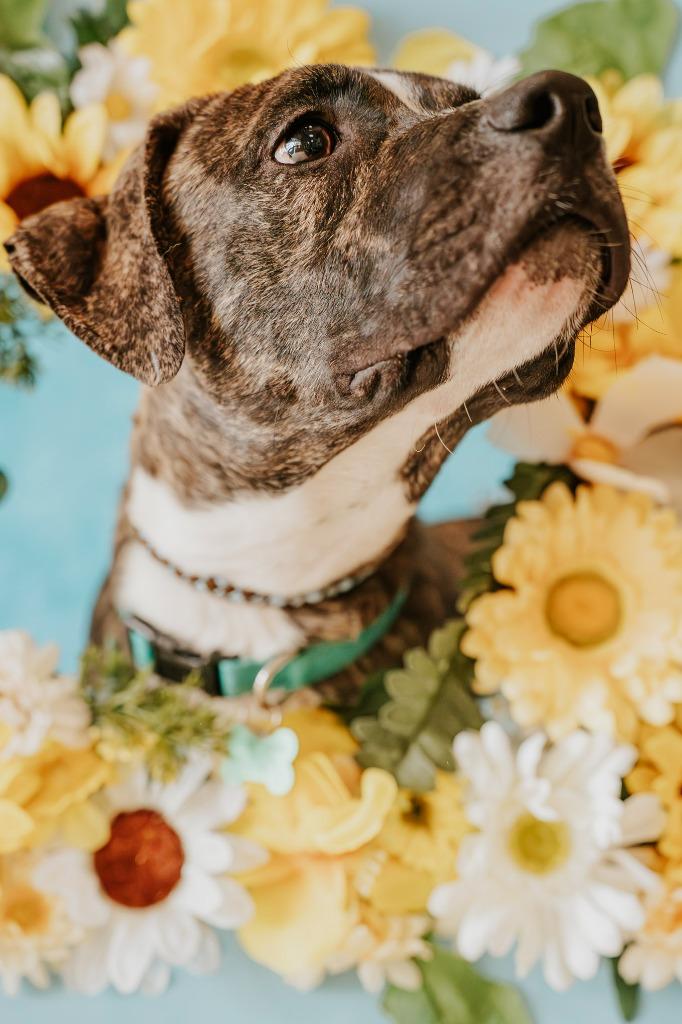 Sherman, a Adoptable Mixed Breed in Newberg, OR image 4/5