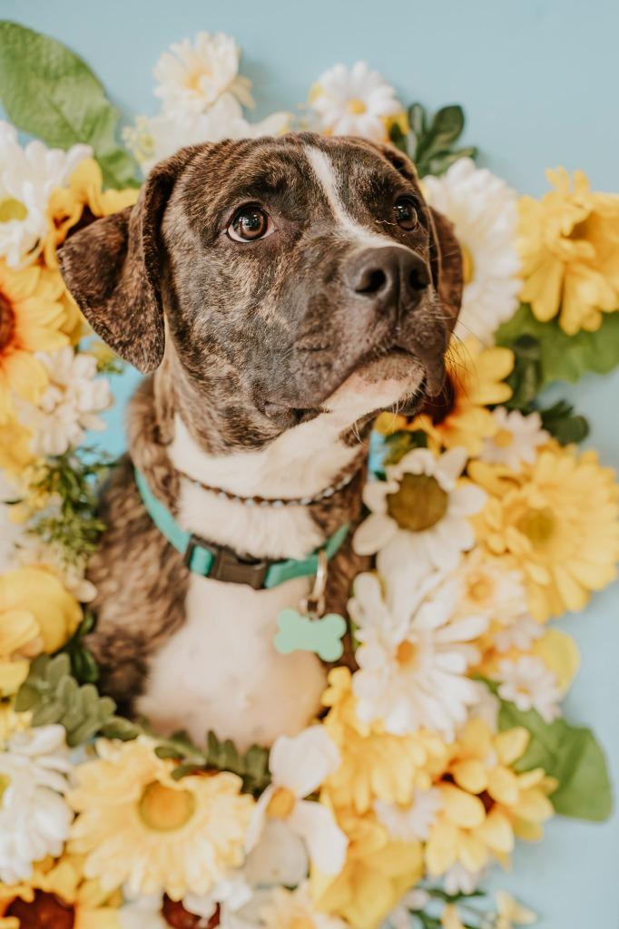 Sherman, a Adoptable Mixed Breed in Newberg, OR image 5/5