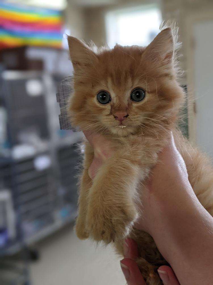 Zeus, Adopted, Kitten Male Domestic Long Hair.
