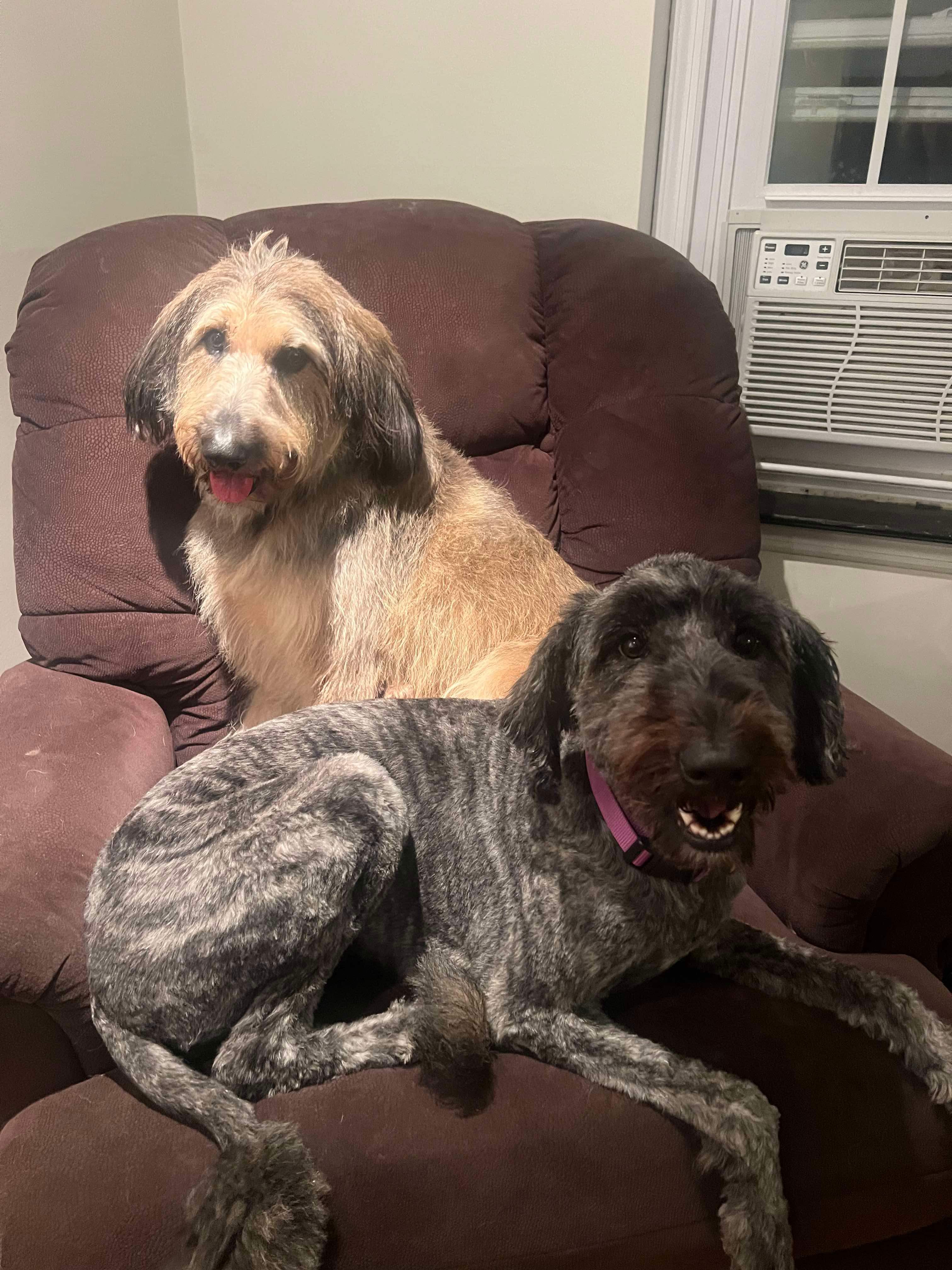 Maggie, a Adopted mixed breed in spring hill, FL image 3/4