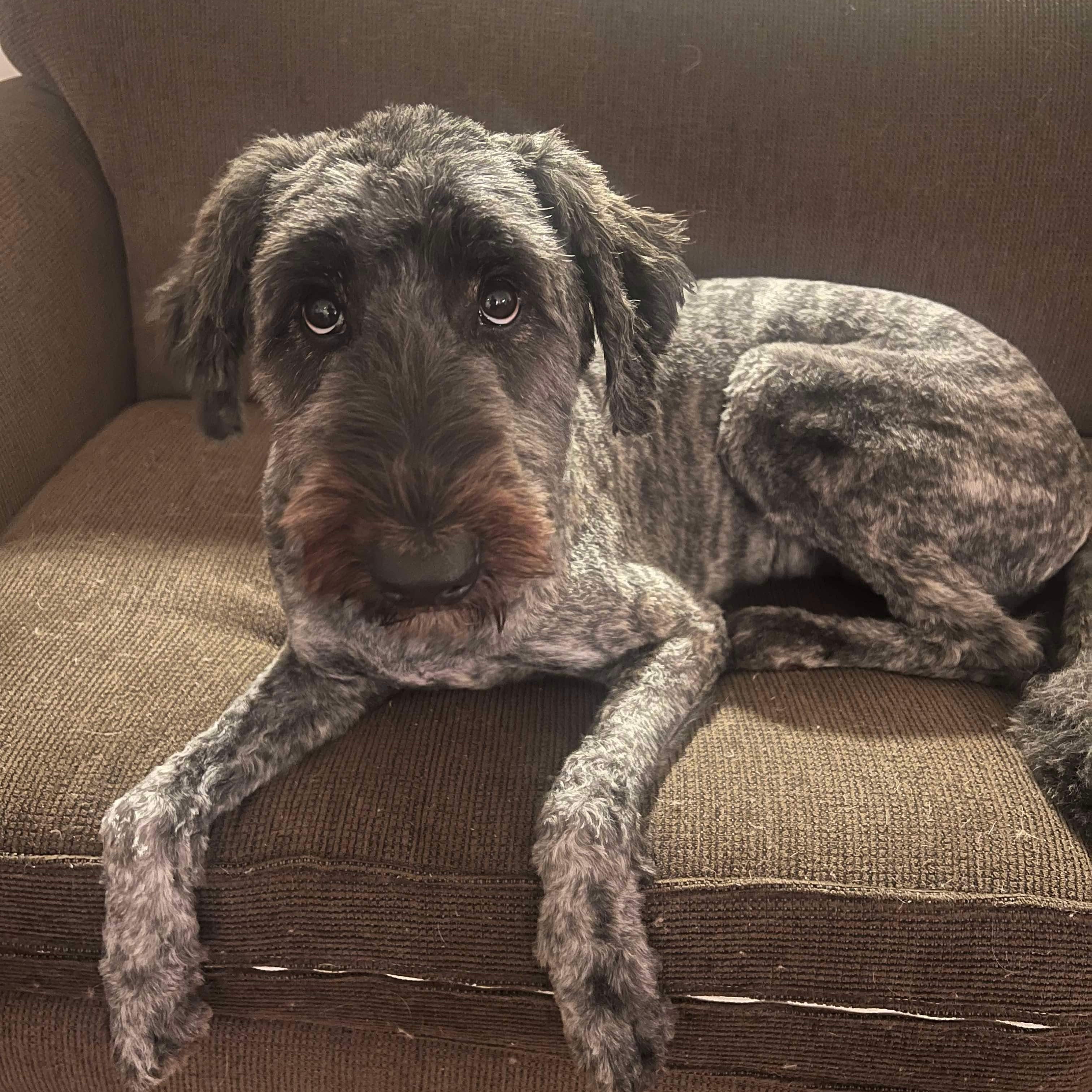 Maggie, a Adopted mixed breed in spring hill, FL image 2/4