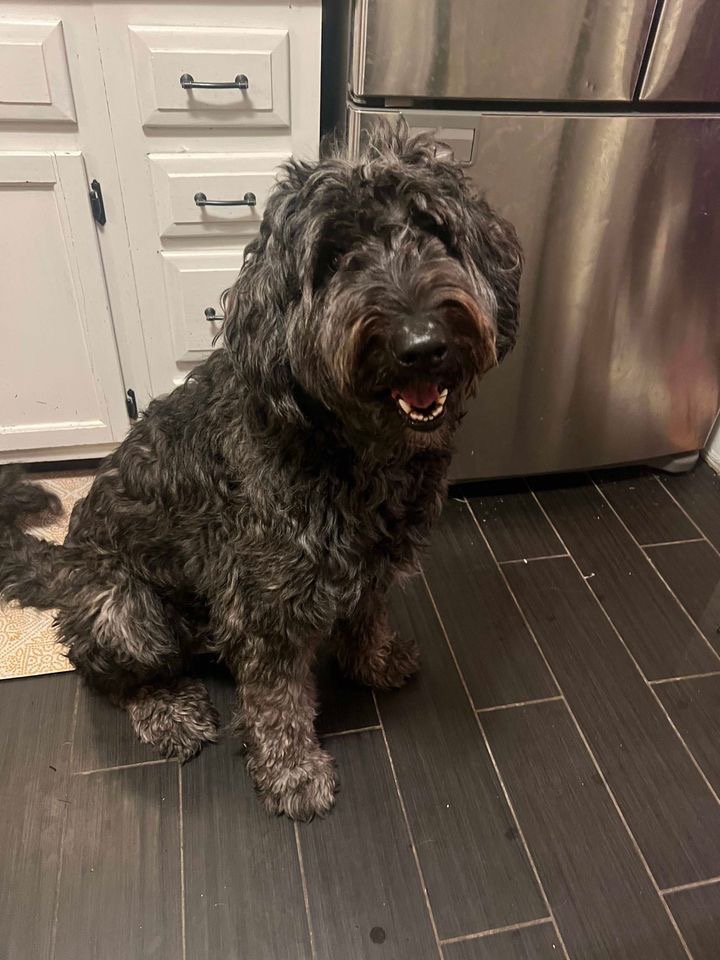 Maggie, Adopted, Adult Female Standard Poodle & German Shepherd Dog.