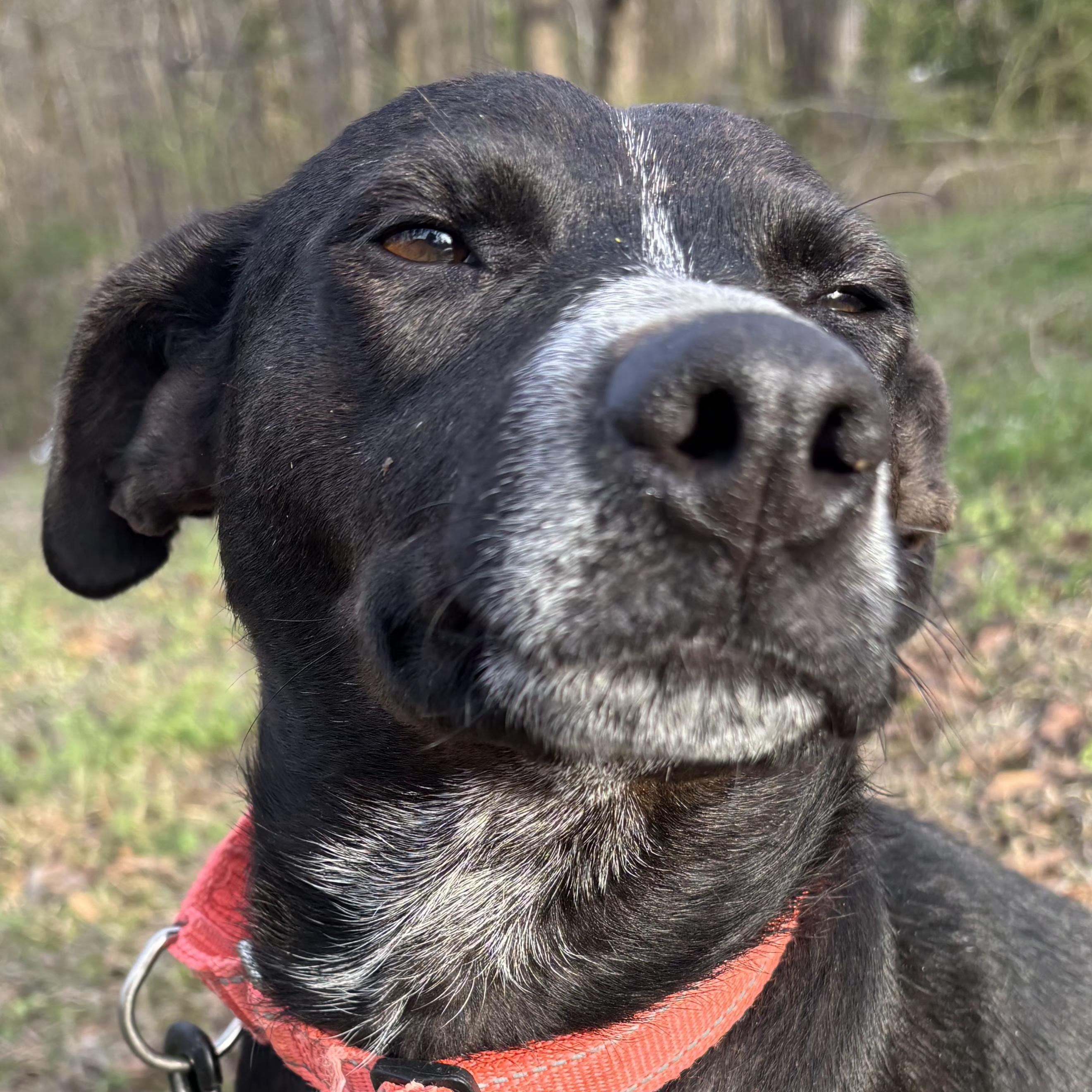 Star Summer, ADOPTABLE, Young Female Labrador Retriever.