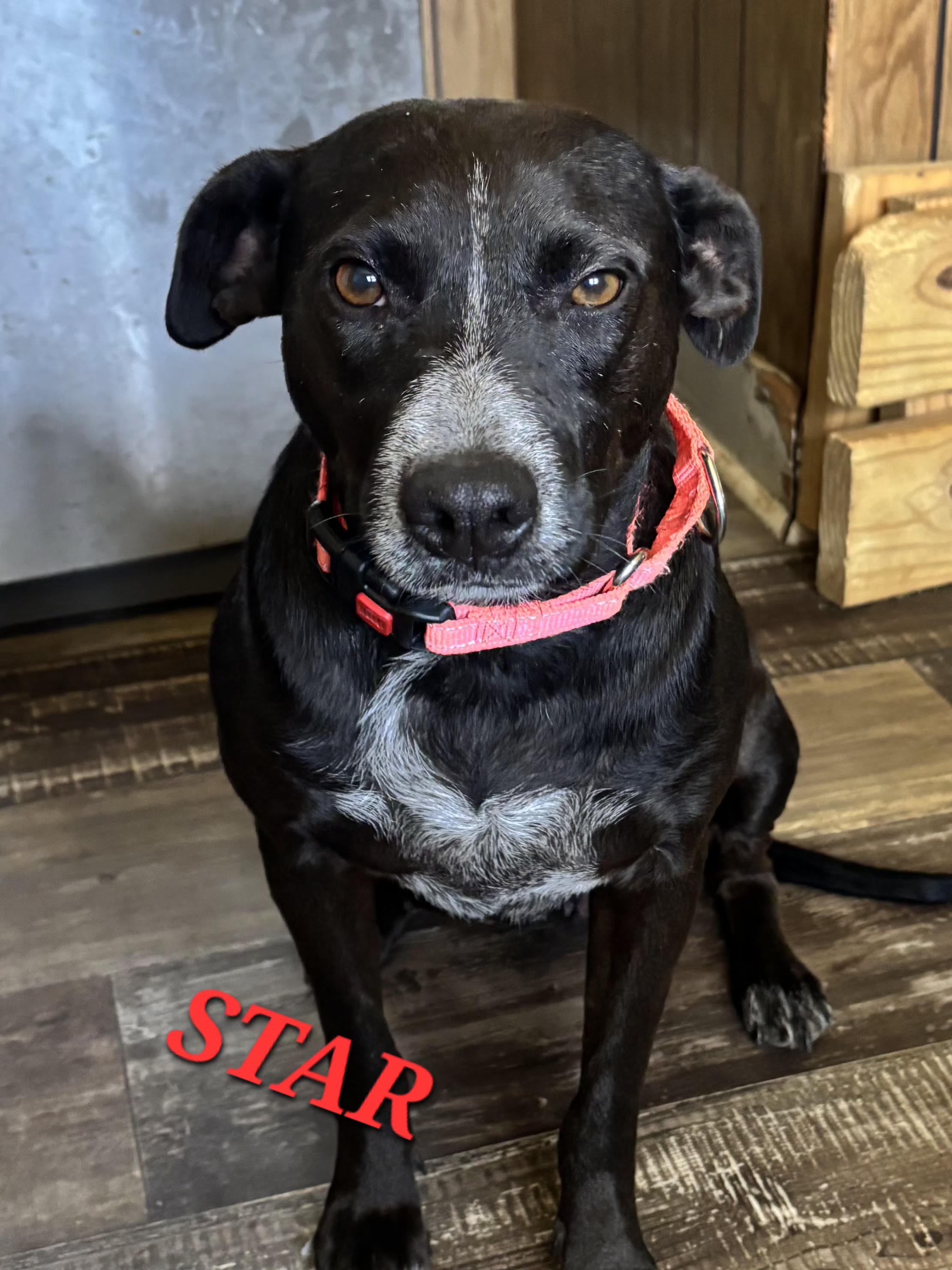 Star Summer, a ADOPTABLE mixed breed in Woburn, MA image 2/5