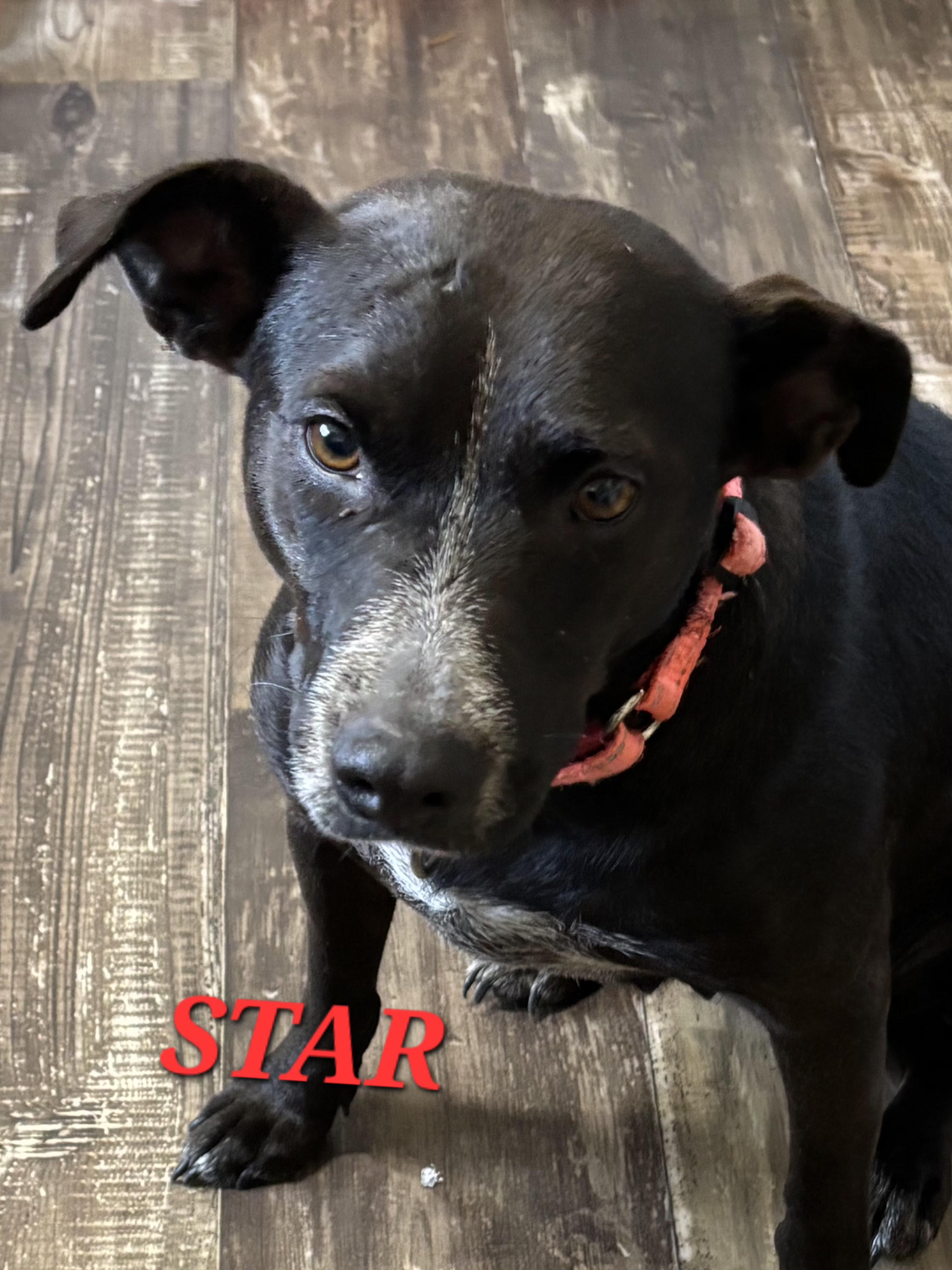 Star Summer, a ADOPTABLE mixed breed in Woburn, MA image 4/5