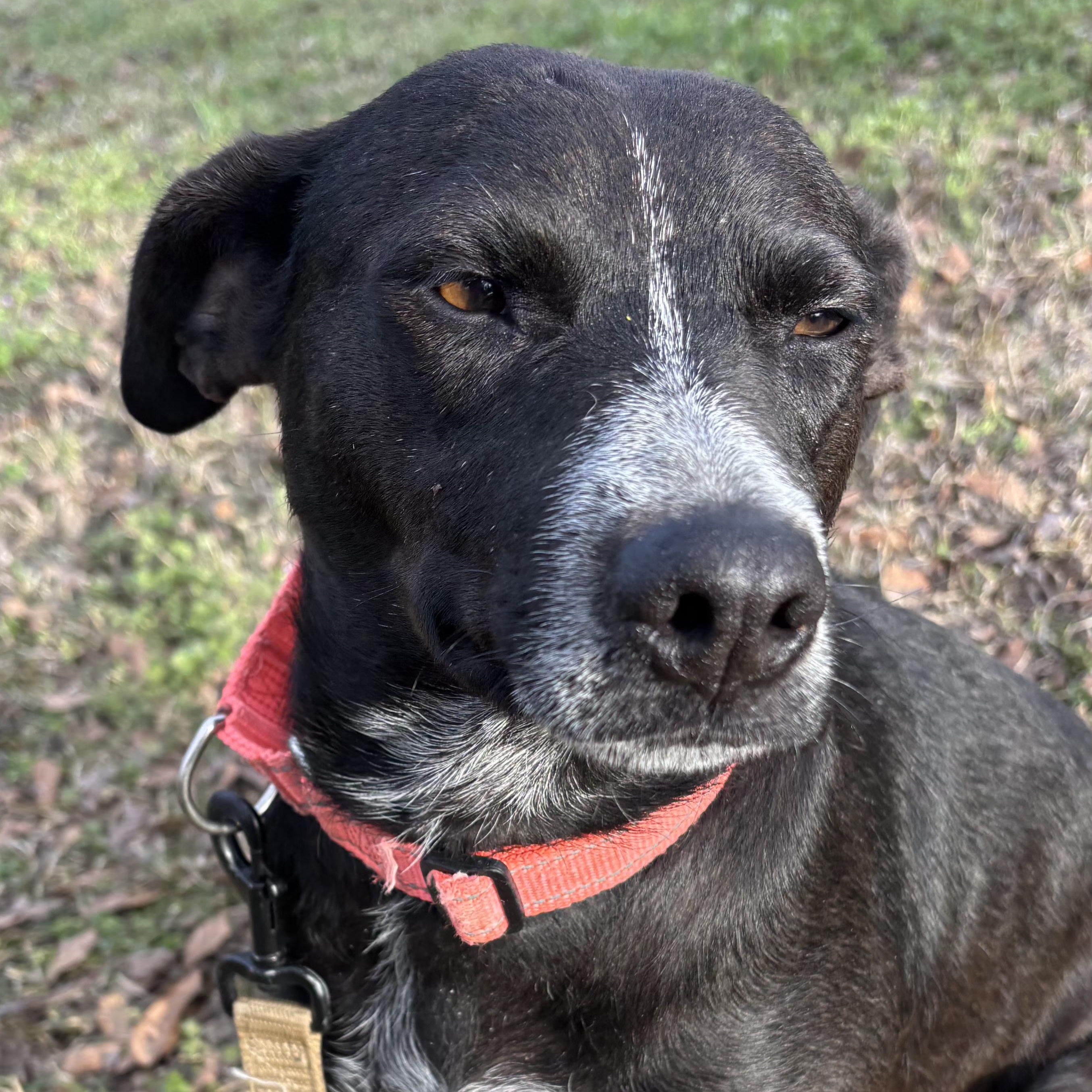 Star Summer, a ADOPTABLE mixed breed in Woburn, MA image 5/5