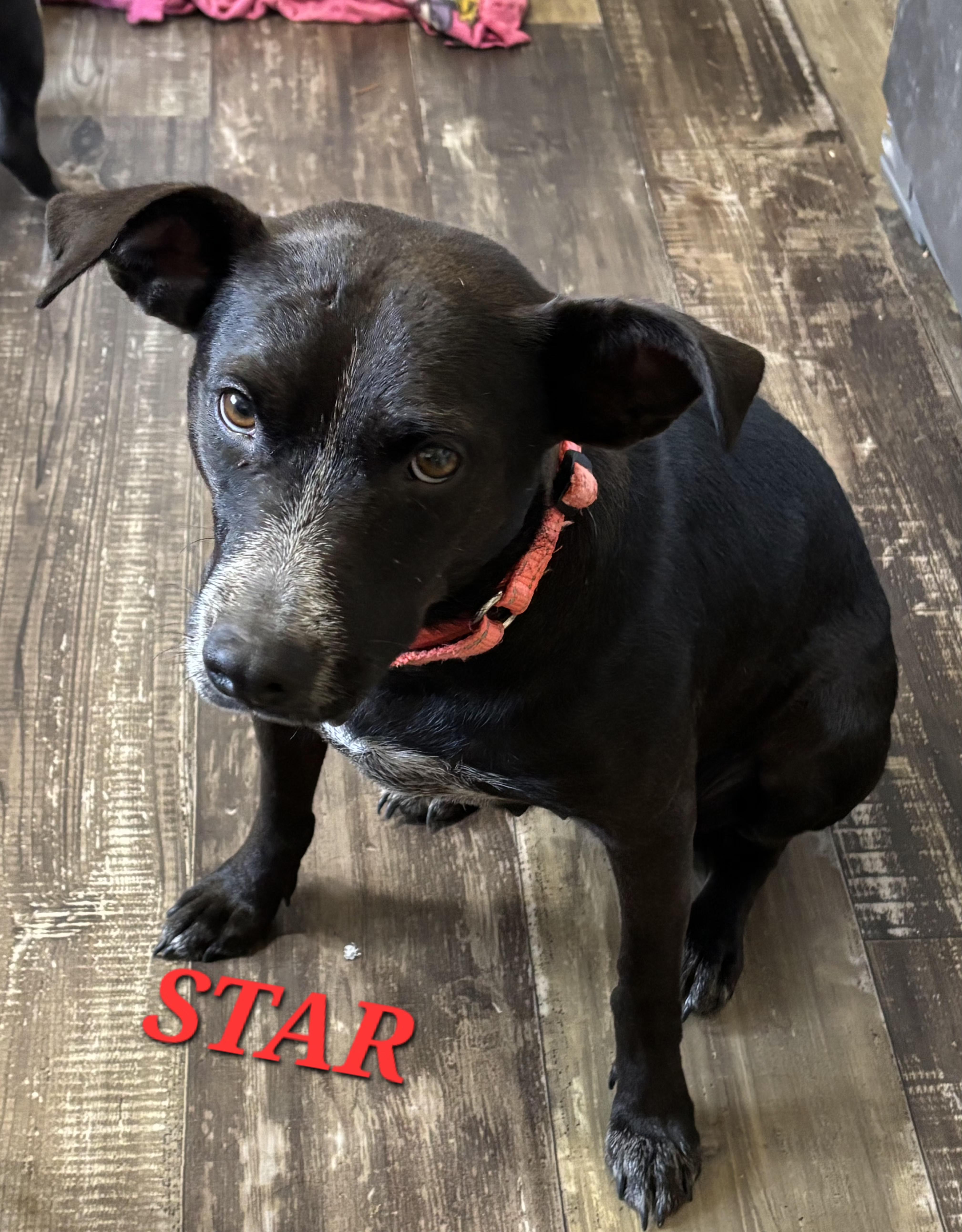 Star Summer, a ADOPTABLE mixed breed in Woburn, MA image 3/5