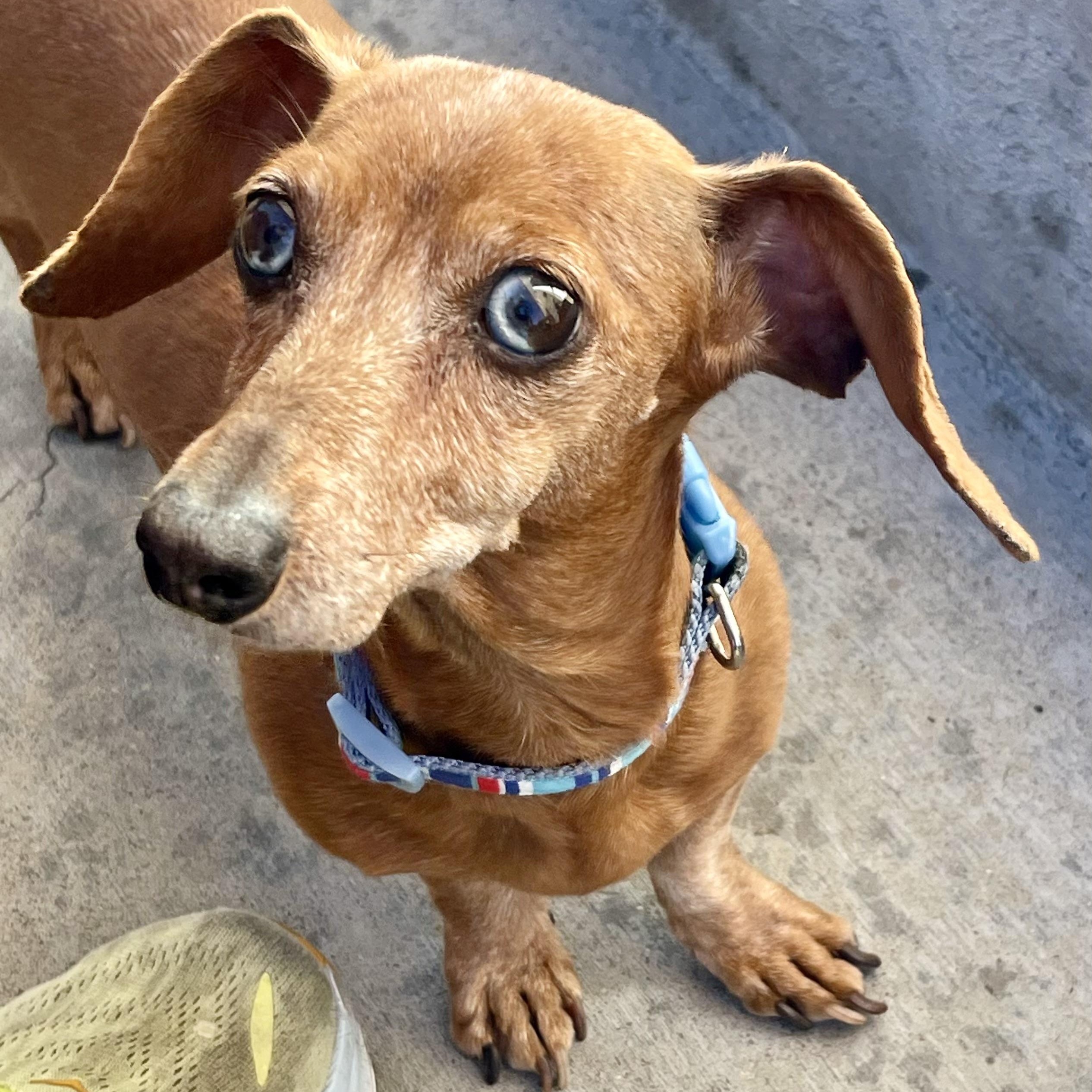 Enlarge Stella in Colorado, an adopted Dachshund in Boulder, CO image 3/6