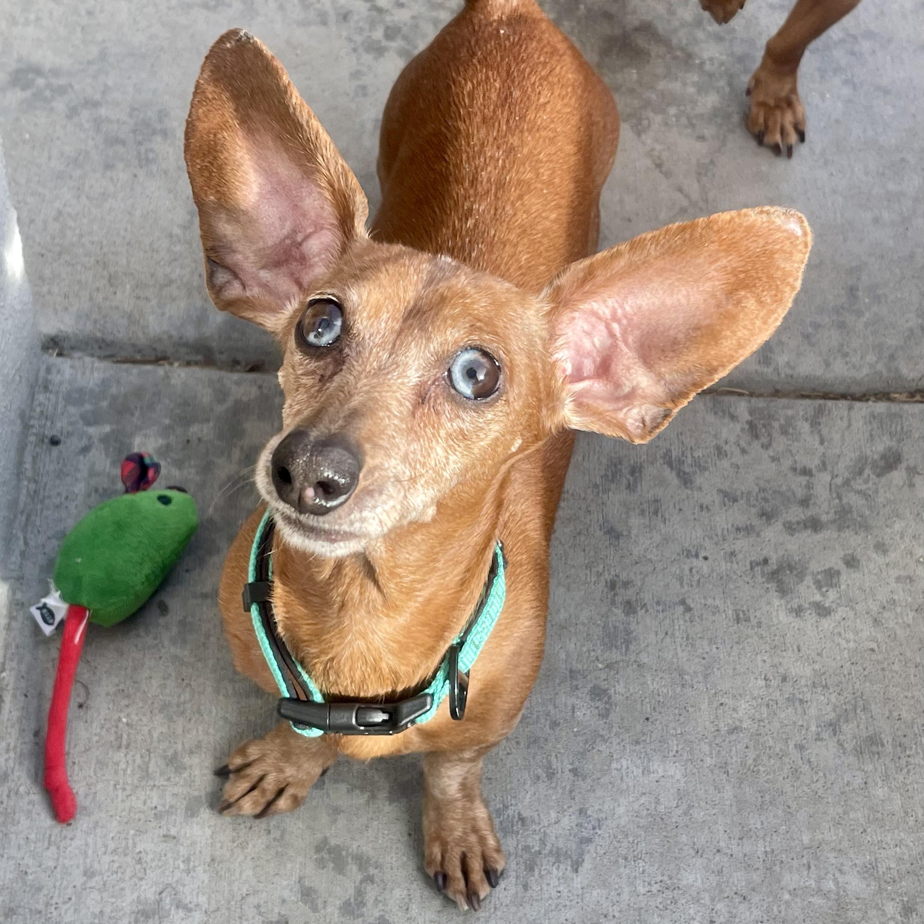 Enlarge Stella in Colorado, an adopted Dachshund in Boulder, CO image 4/6