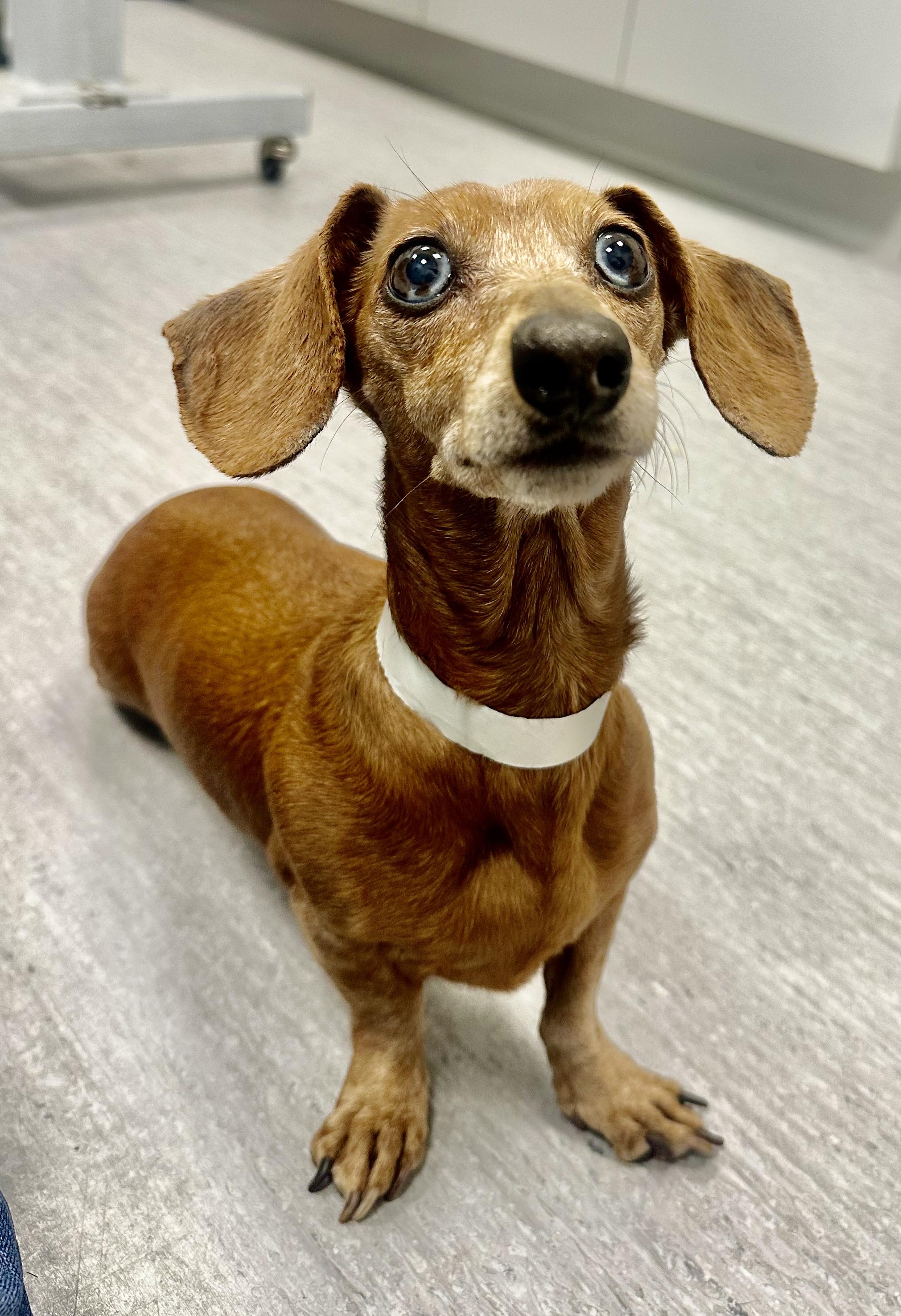 Enlarge Stella in Colorado, an adopted Dachshund in Boulder, CO image 2/6