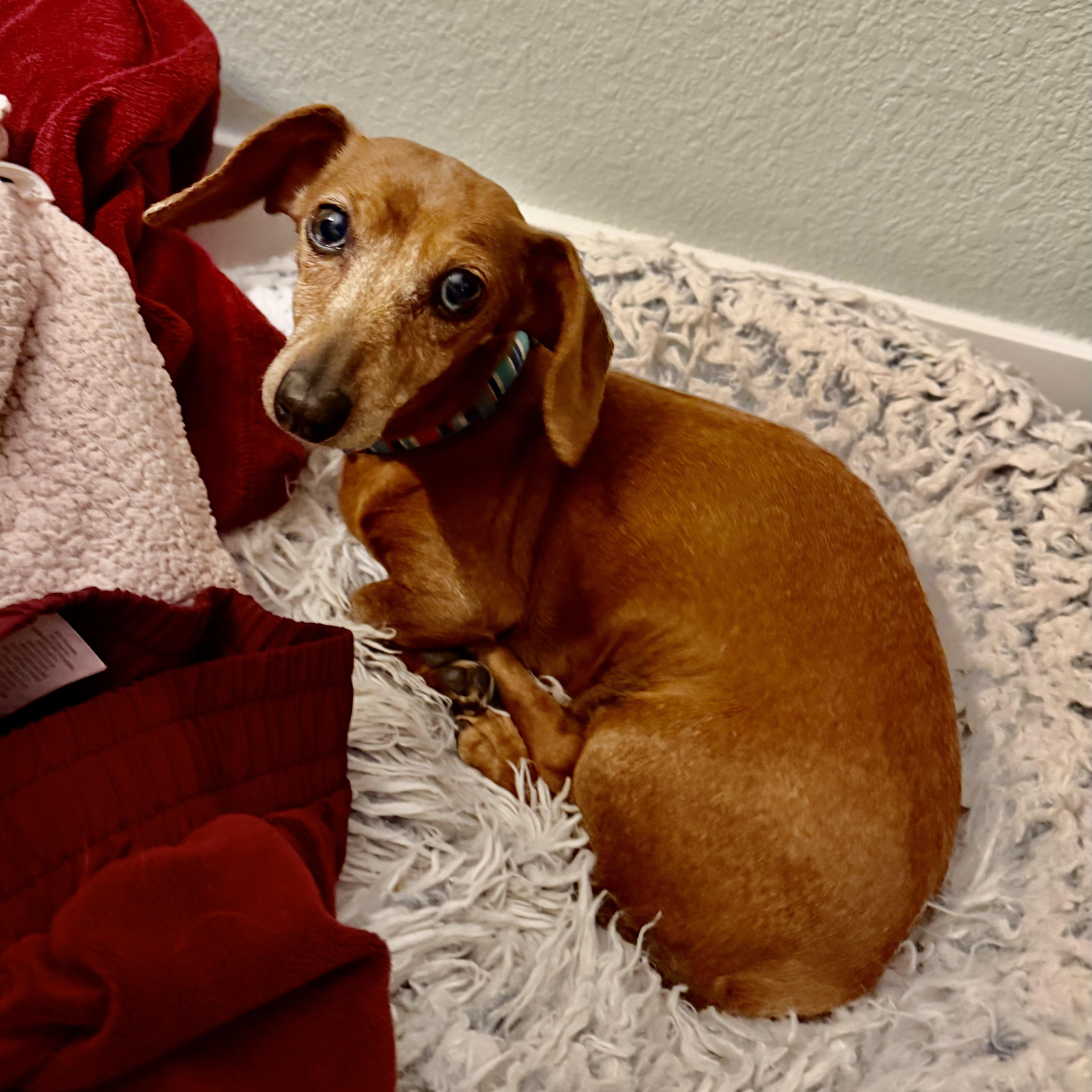 Enlarge Stella in Colorado, an adopted Dachshund in Boulder, CO image 6/6