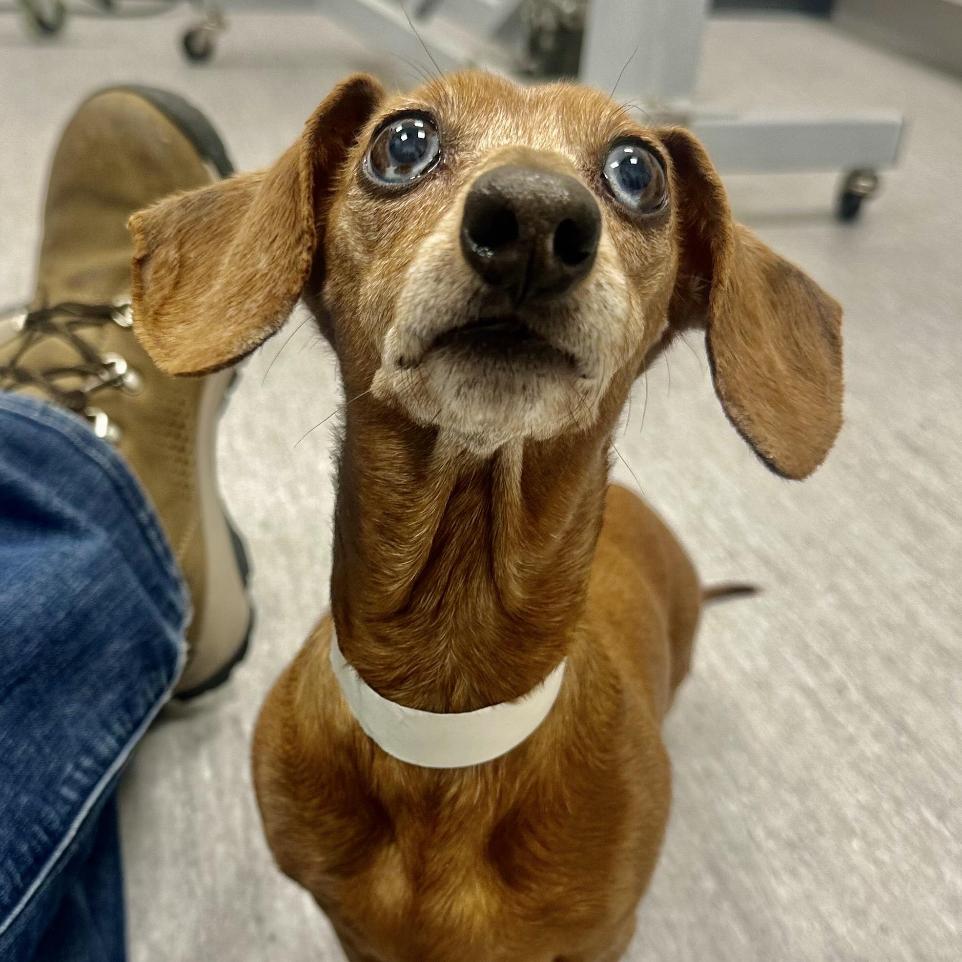 Stella in Colorado, adopted, Senior Female Dachshund.