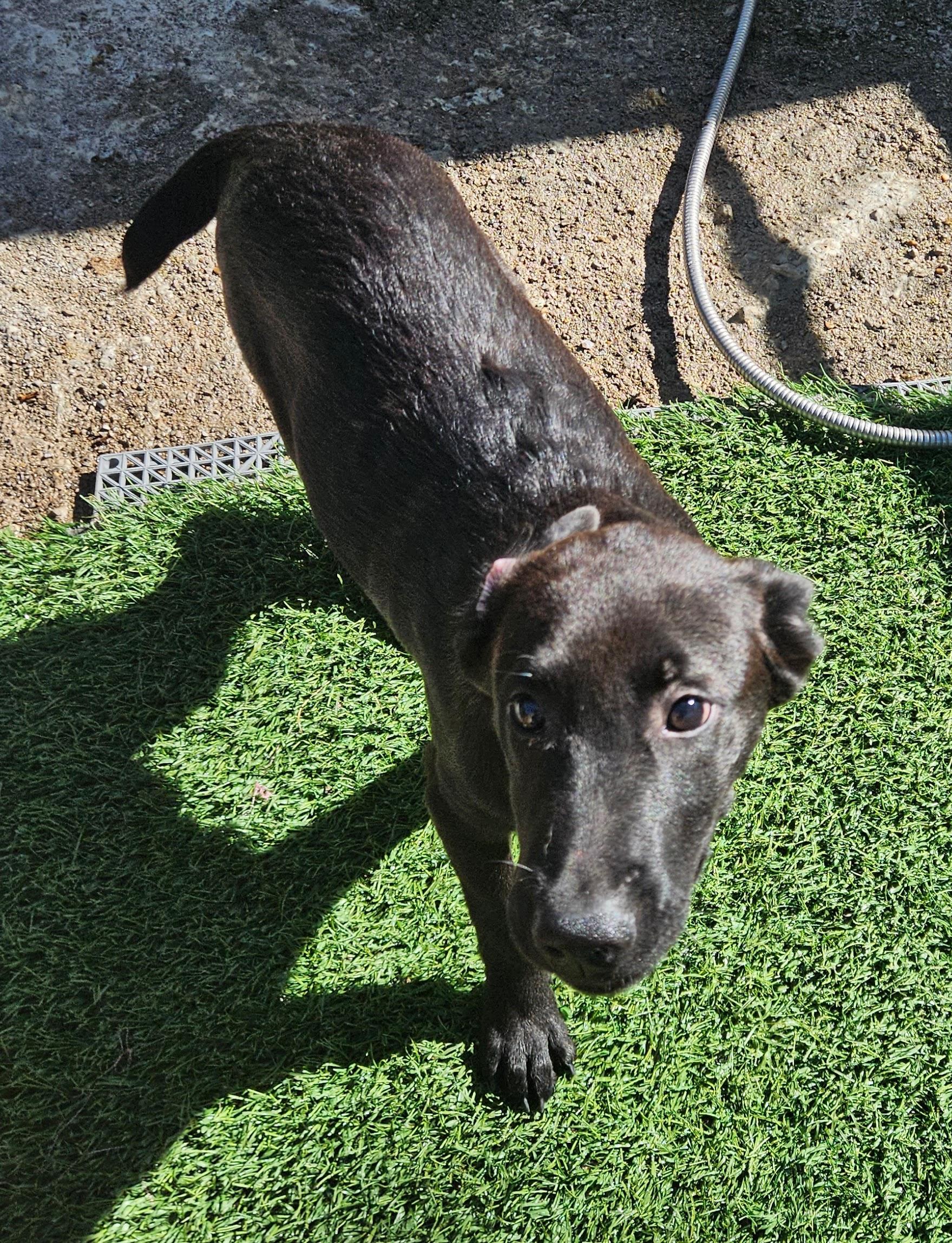 Raff, Adoptable, Puppy Male Labrador Retriever & Poodle.