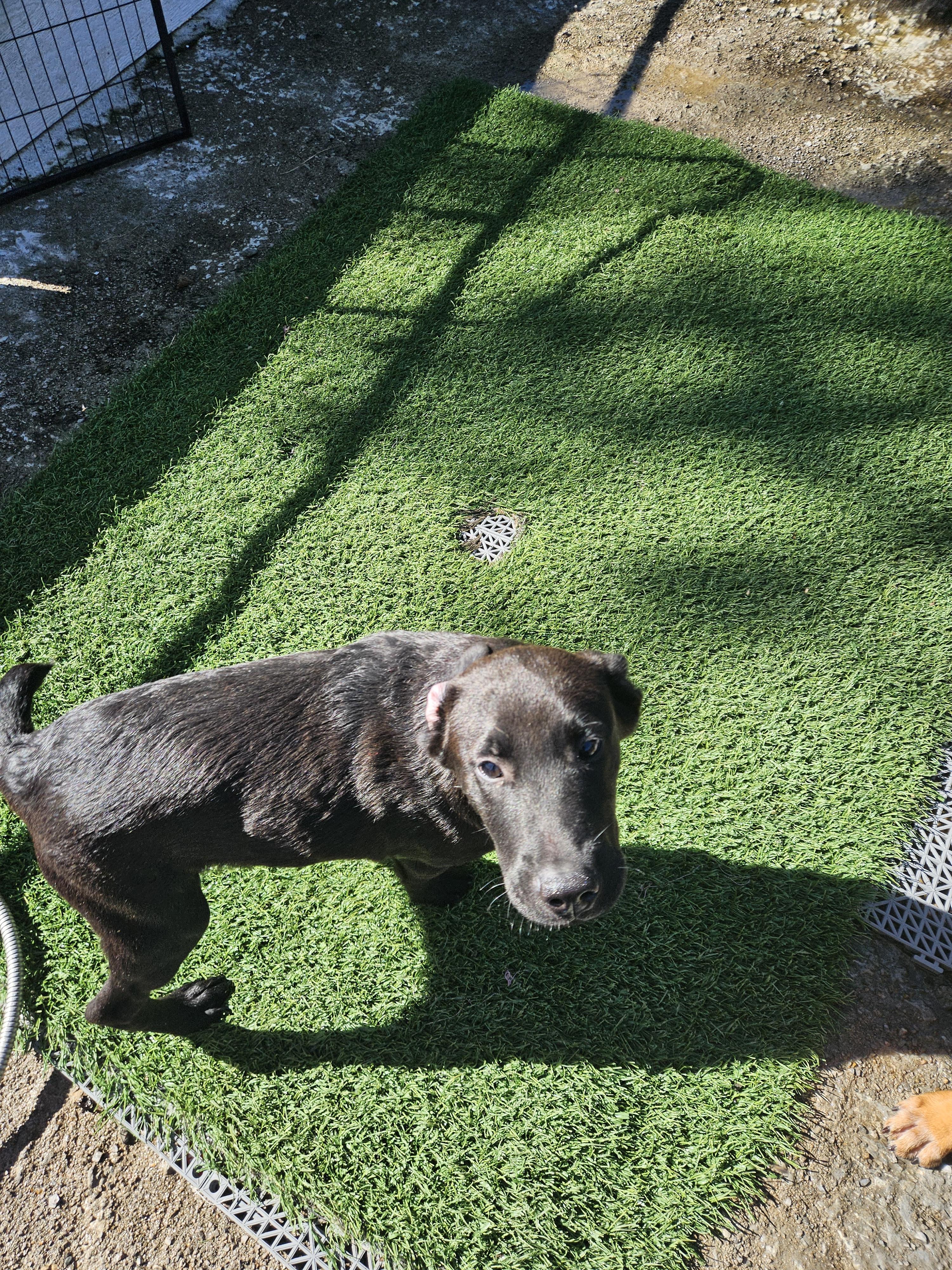 Enlarge Raff, a Adoptable mixed breed in Tracy City , TN image 2/2