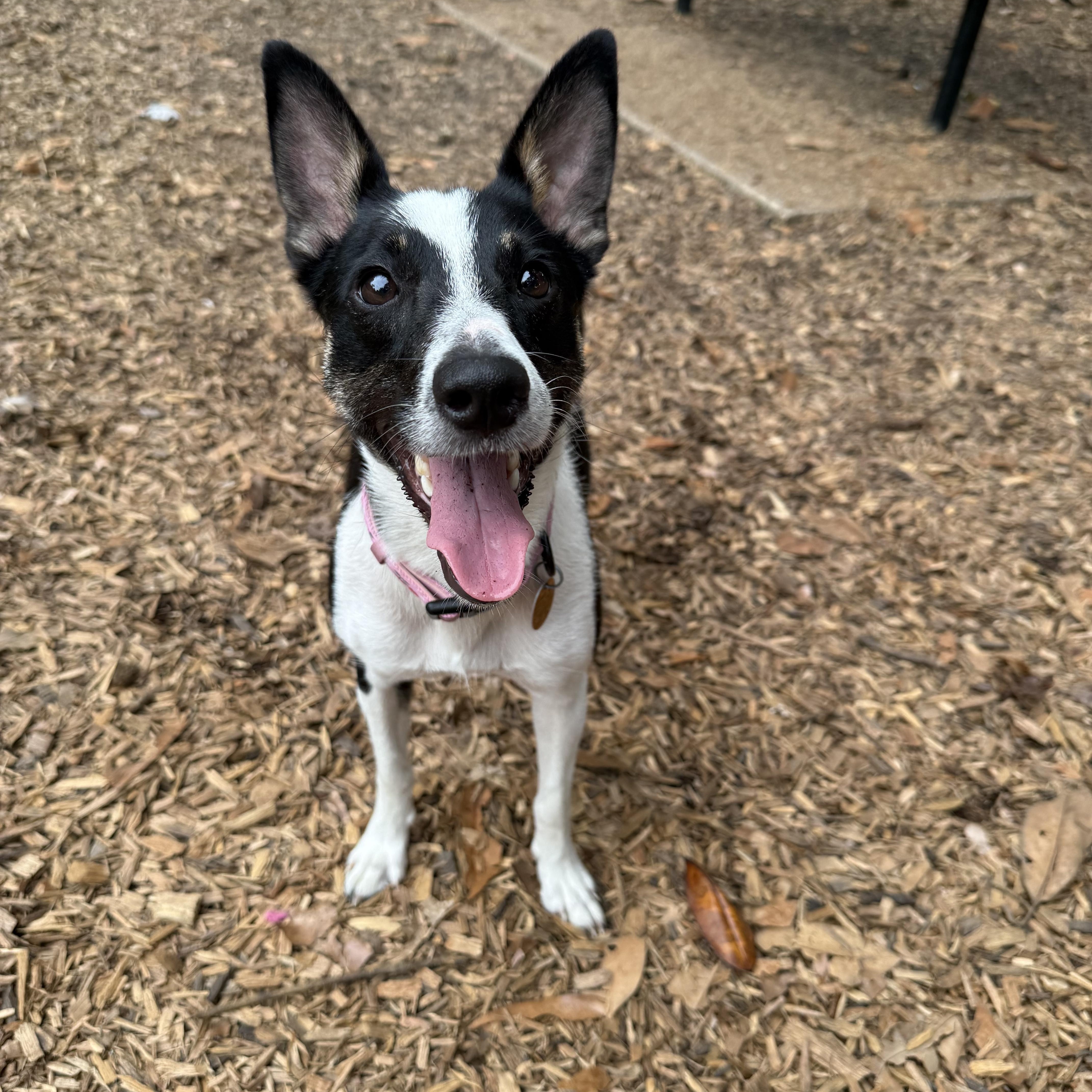 Jodie, Adoptable, Young Female Australian Shepherd & Border Collie.