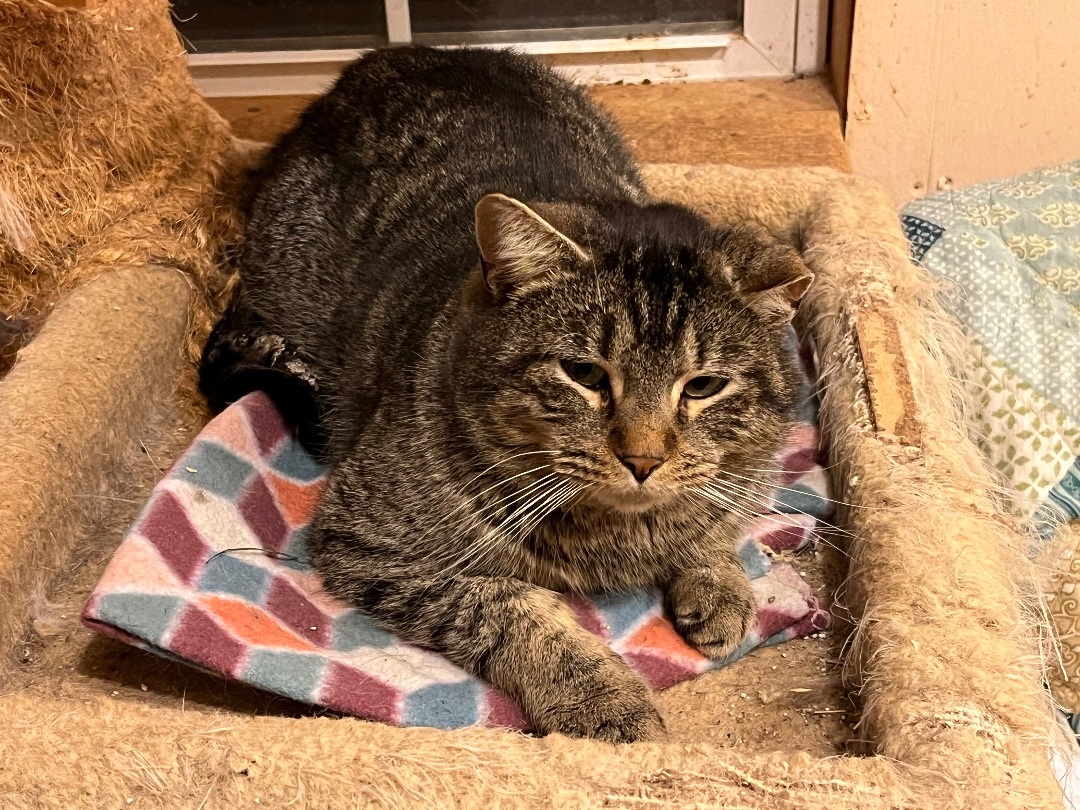 Enlarge Bud, a Adoptable Tabby in Mount Airy, MD image 1/2