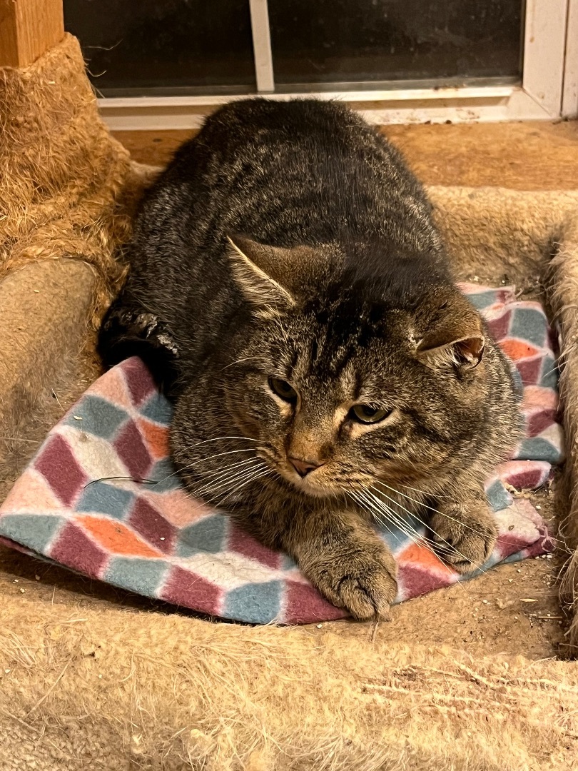 Enlarge Bud, a Adoptable Tabby in Mount Airy, MD image 2/2