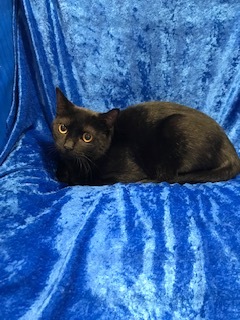 Rosie, a Adoptable mixed breed in Gainesville, FL image 2/8