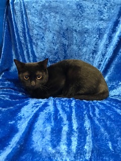 Rosie, a Adoptable mixed breed in Gainesville, FL image 3/8