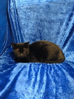 Rosie photo 2