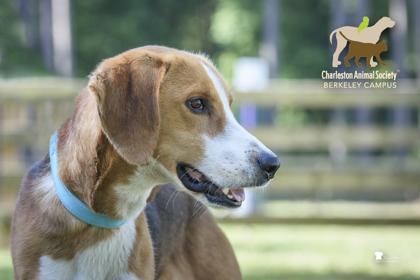 3765b Matrix, Adoptable, Adult Male Treeing Walker Coonhound & Mixed Breed.